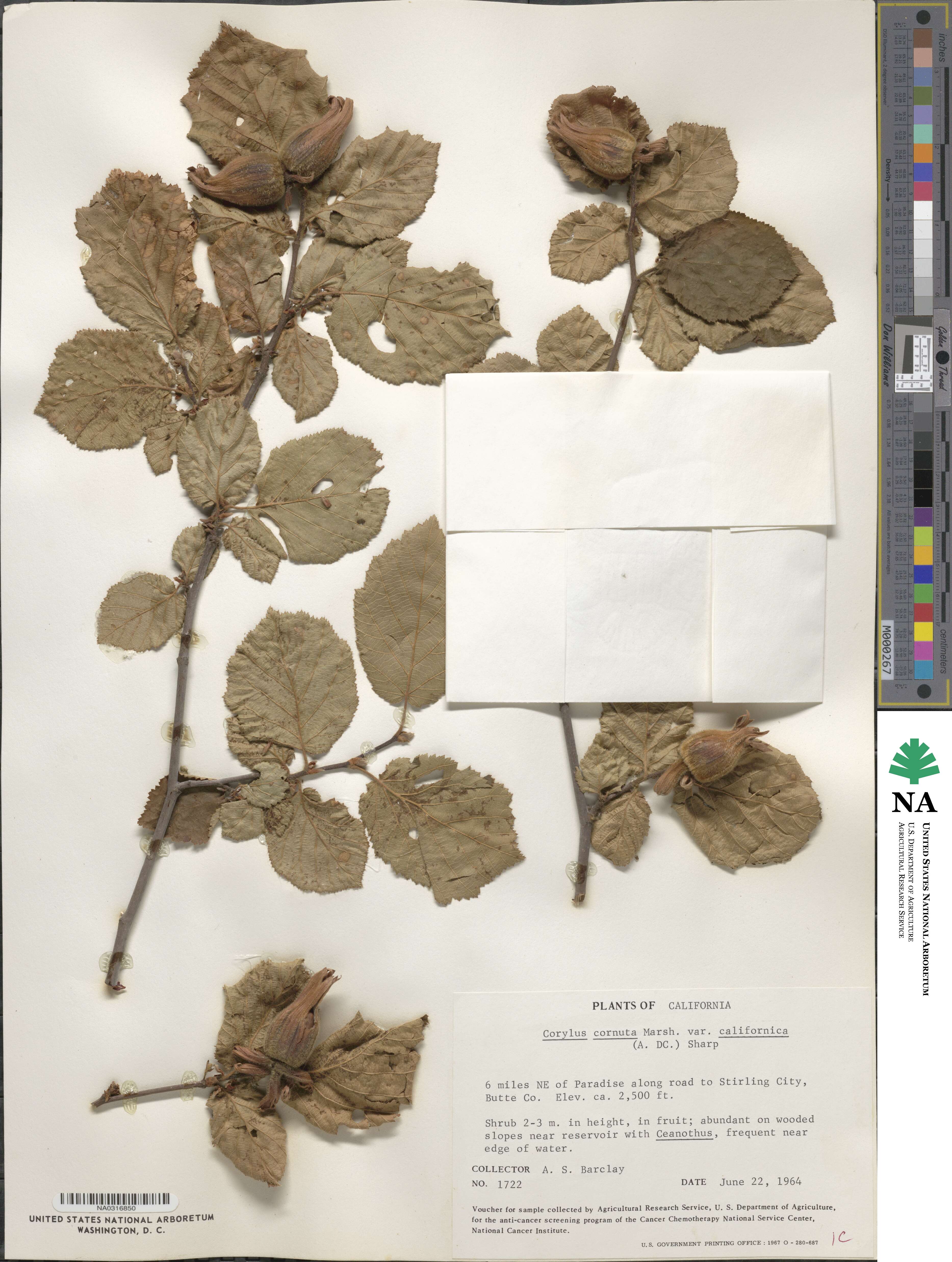 Corylus cornuta subsp. californica image