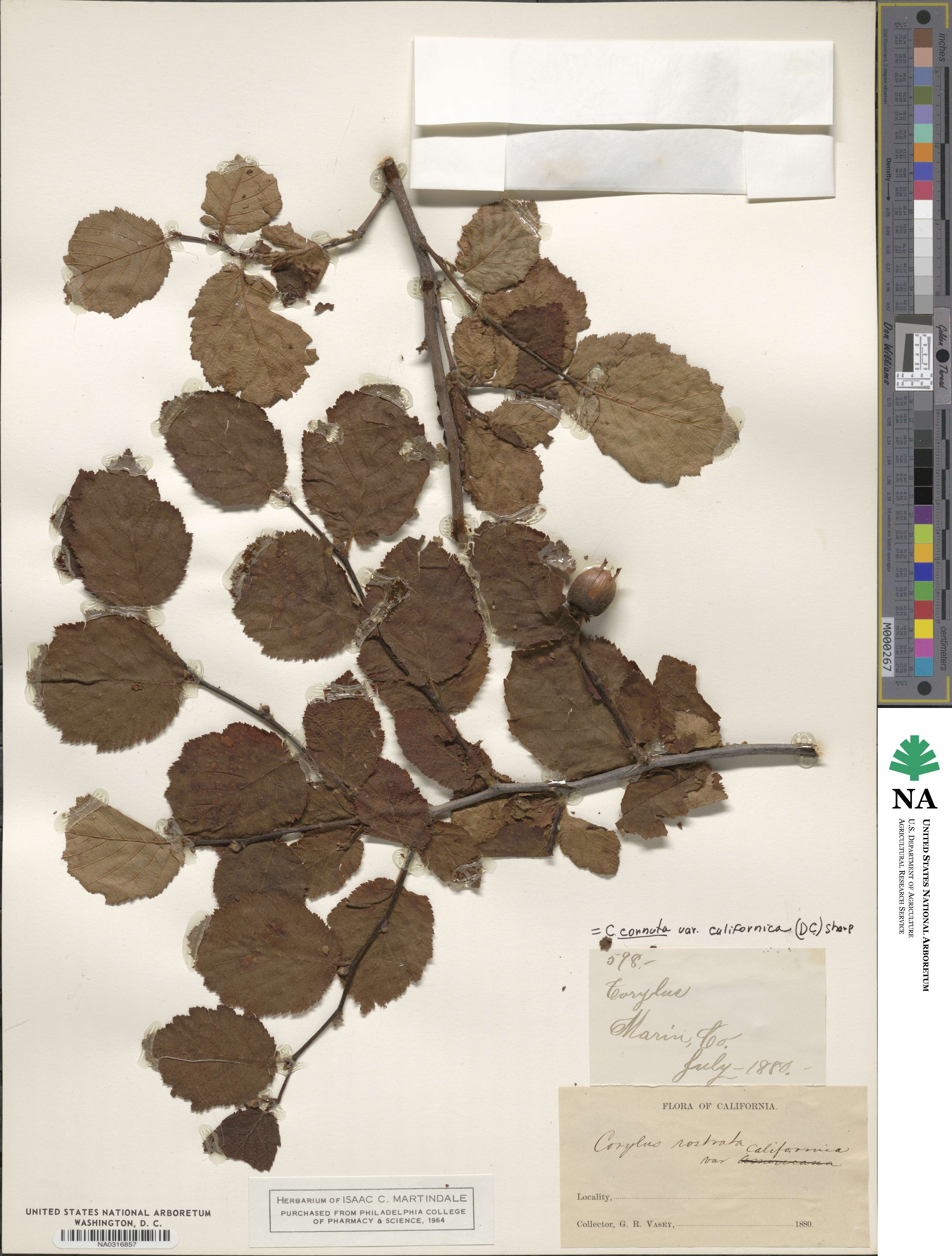 Corylus cornuta subsp. californica image