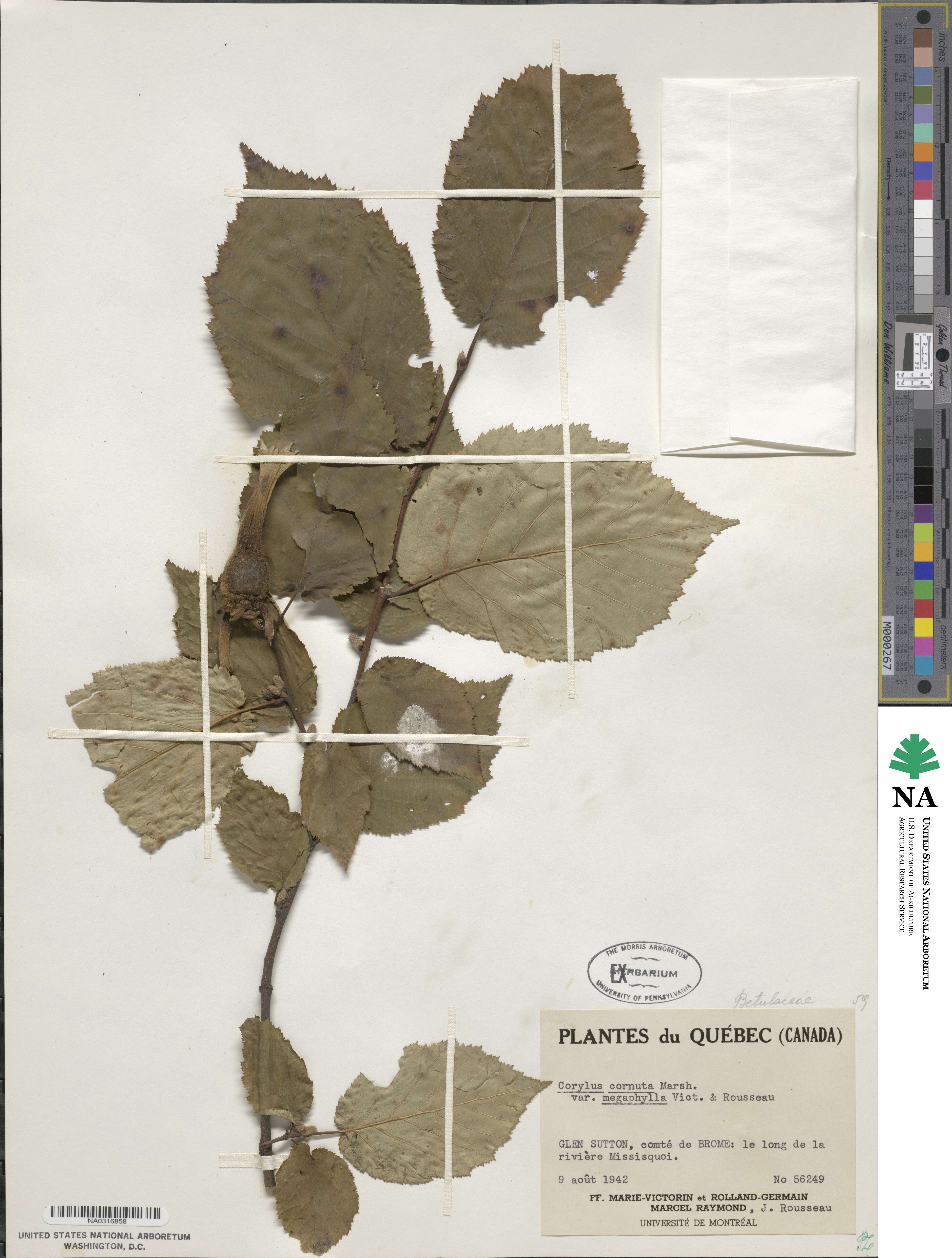 Corylus cornuta subsp. cornuta image