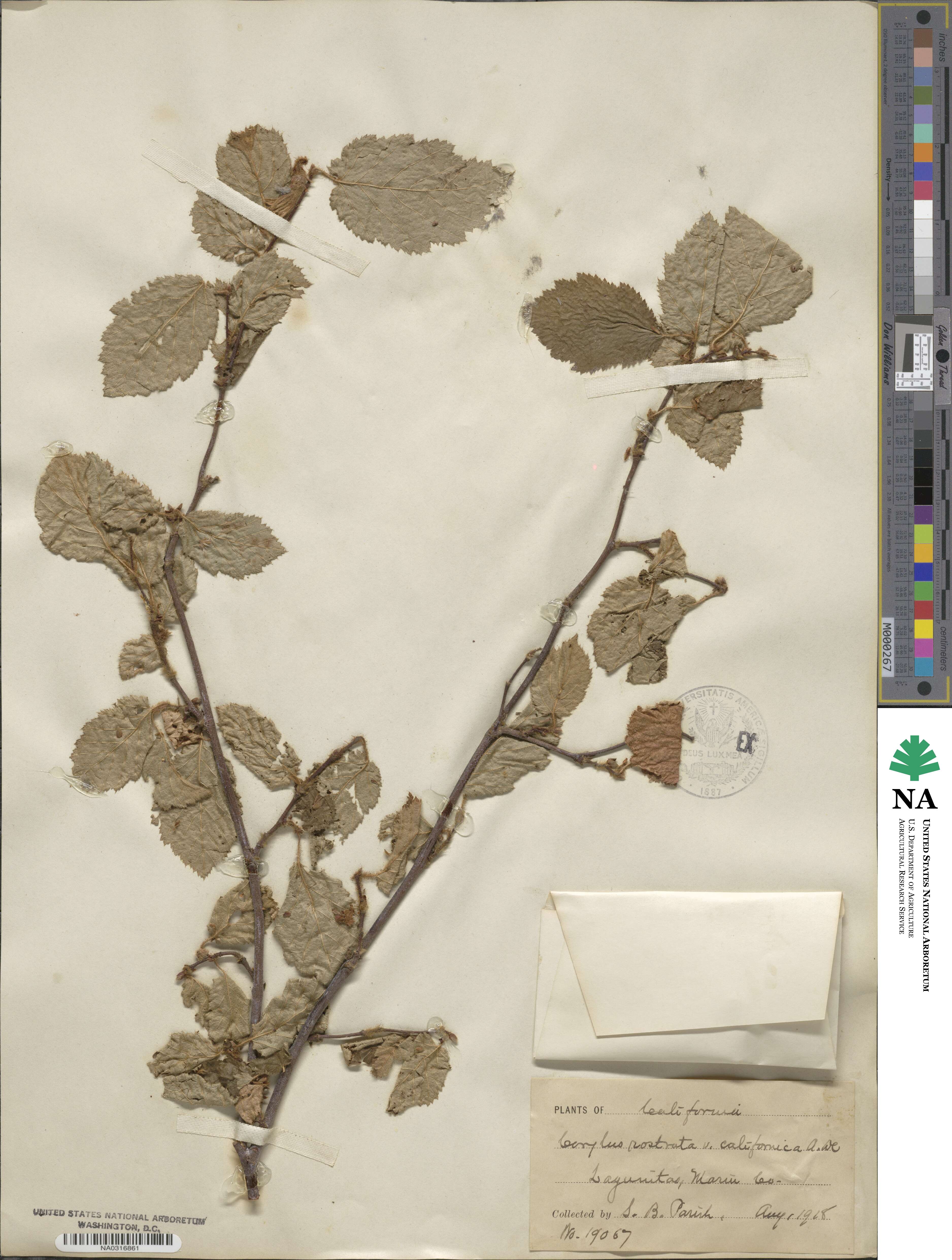Corylus cornuta image