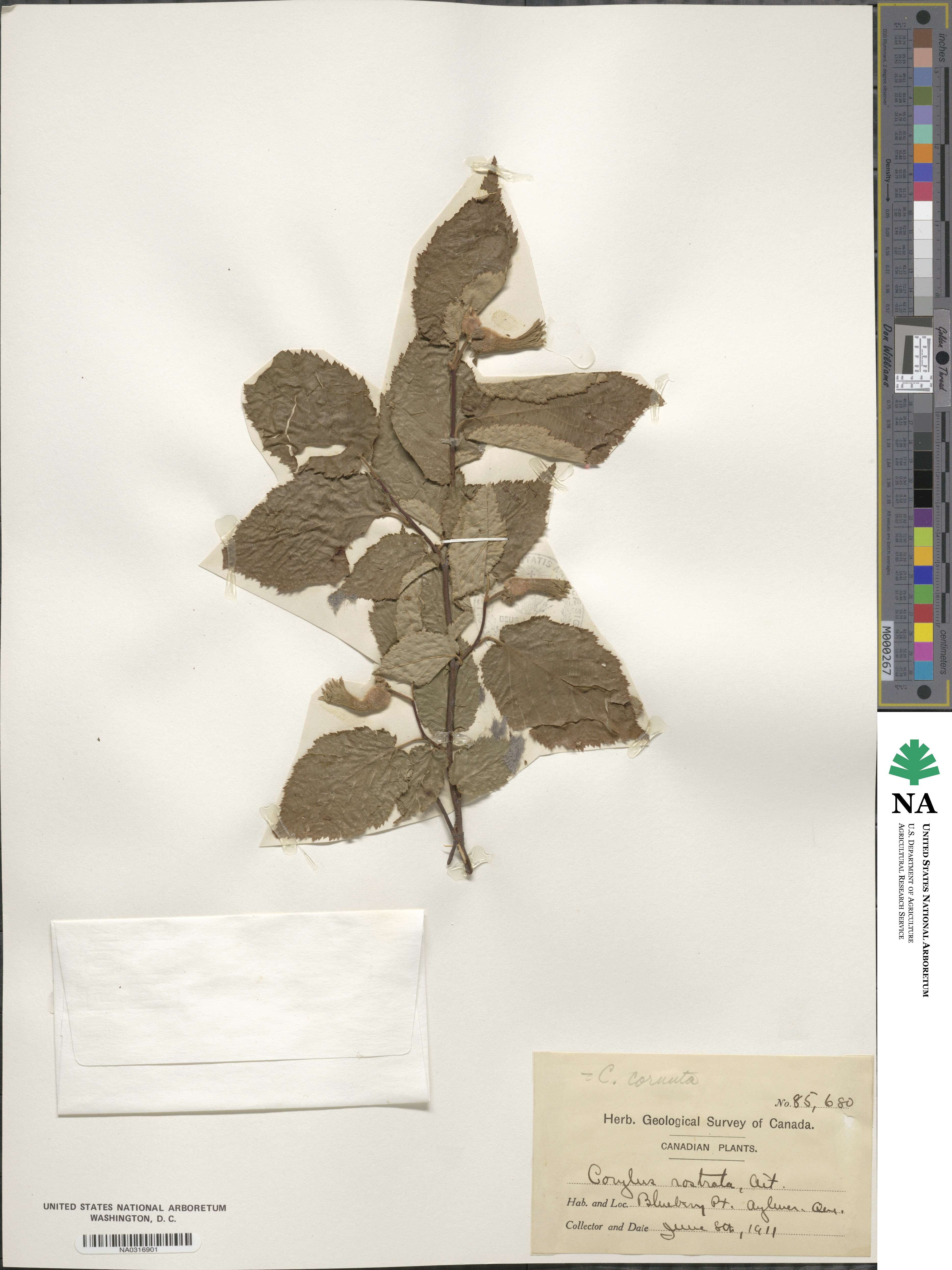 Corylus image
