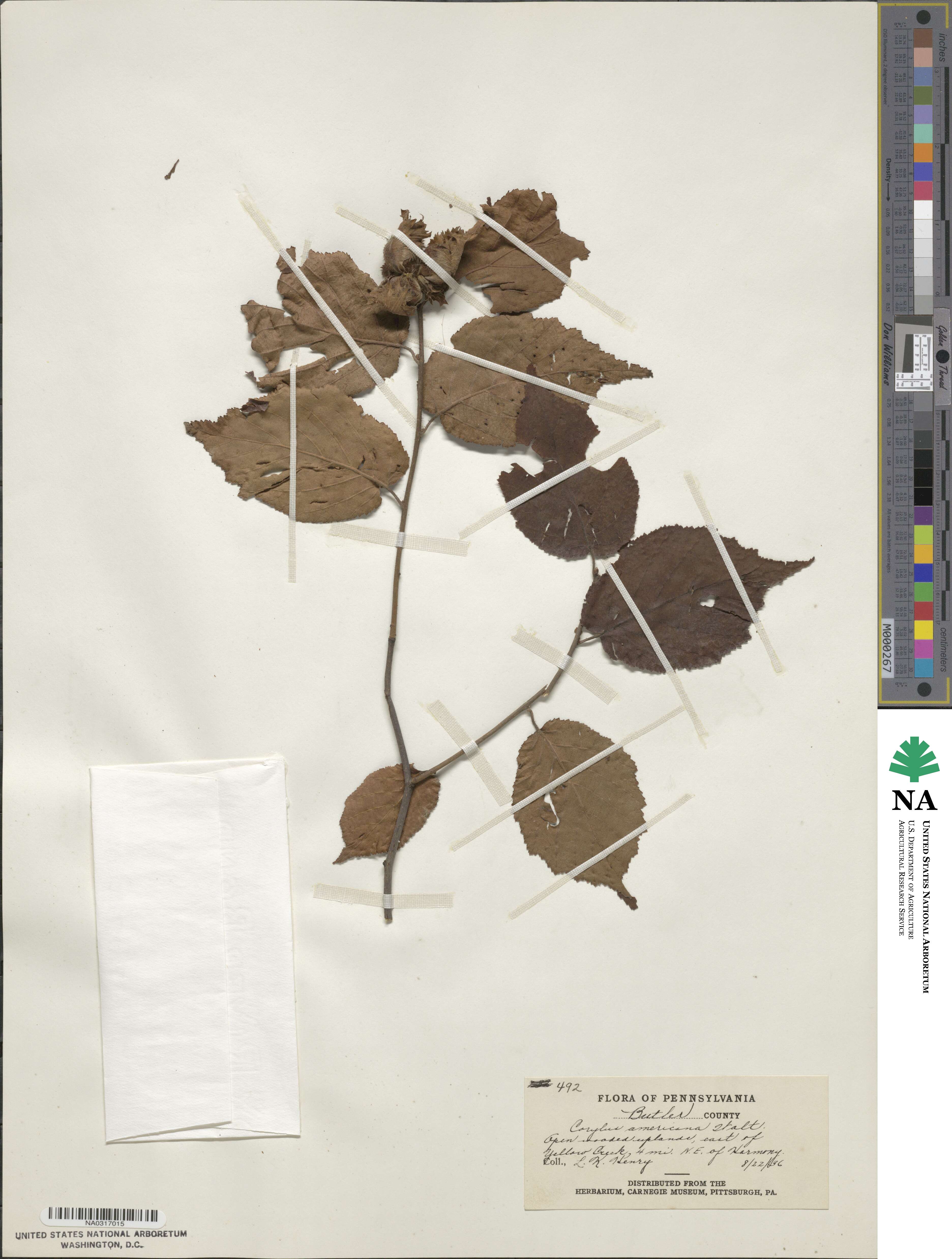 Corylus image
