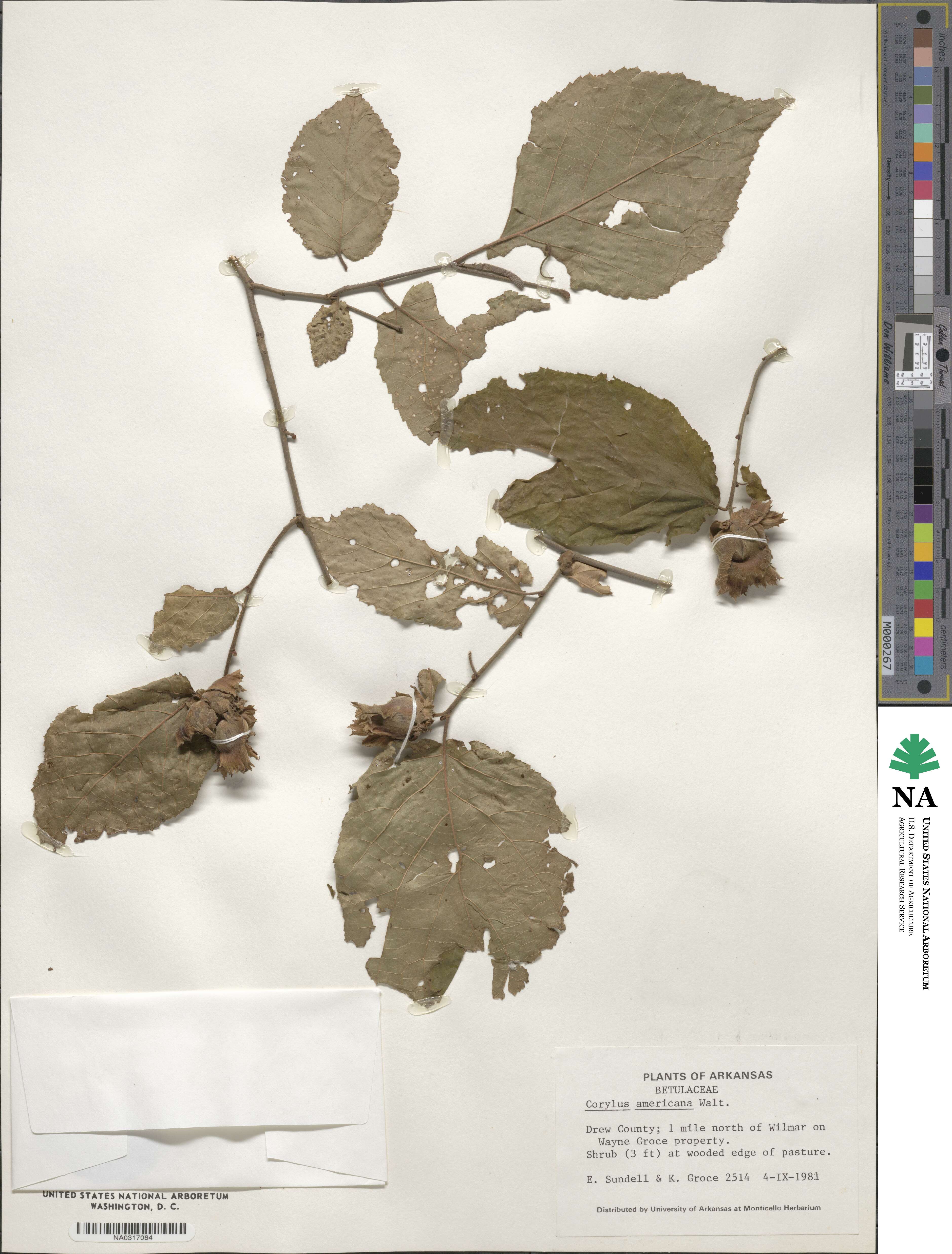 Corylus americana image