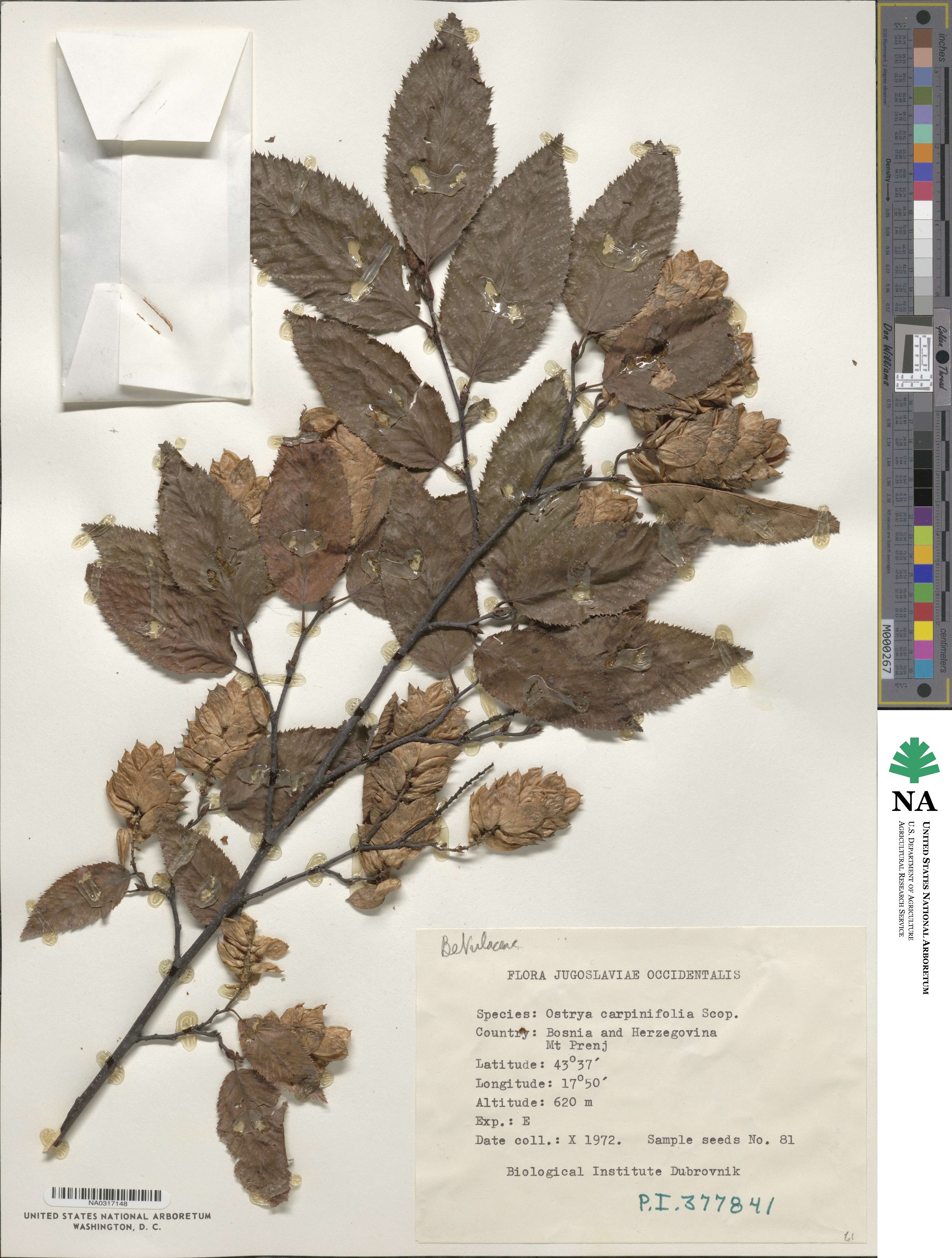 Ostrya carpinifolia image