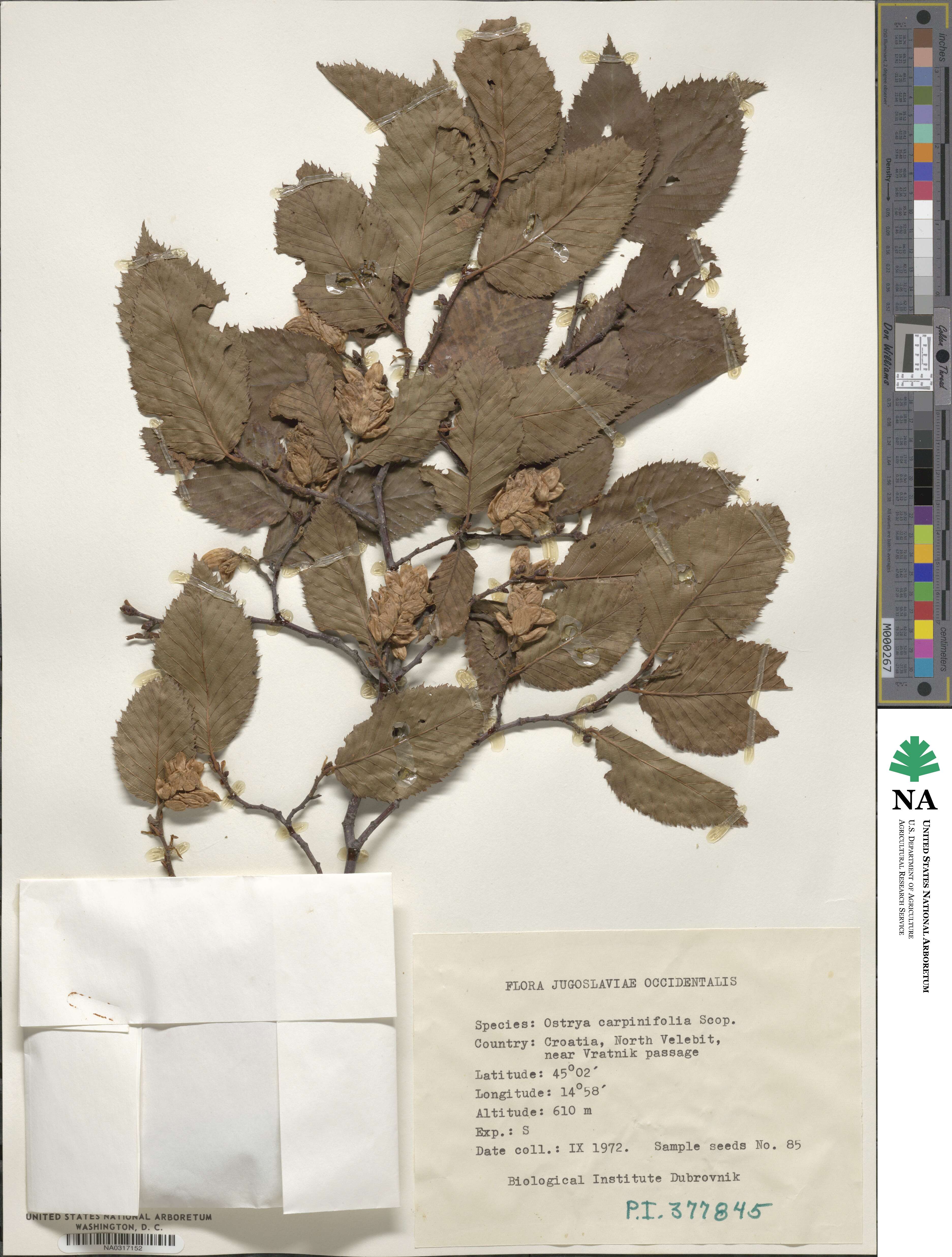 Ostrya carpinifolia image