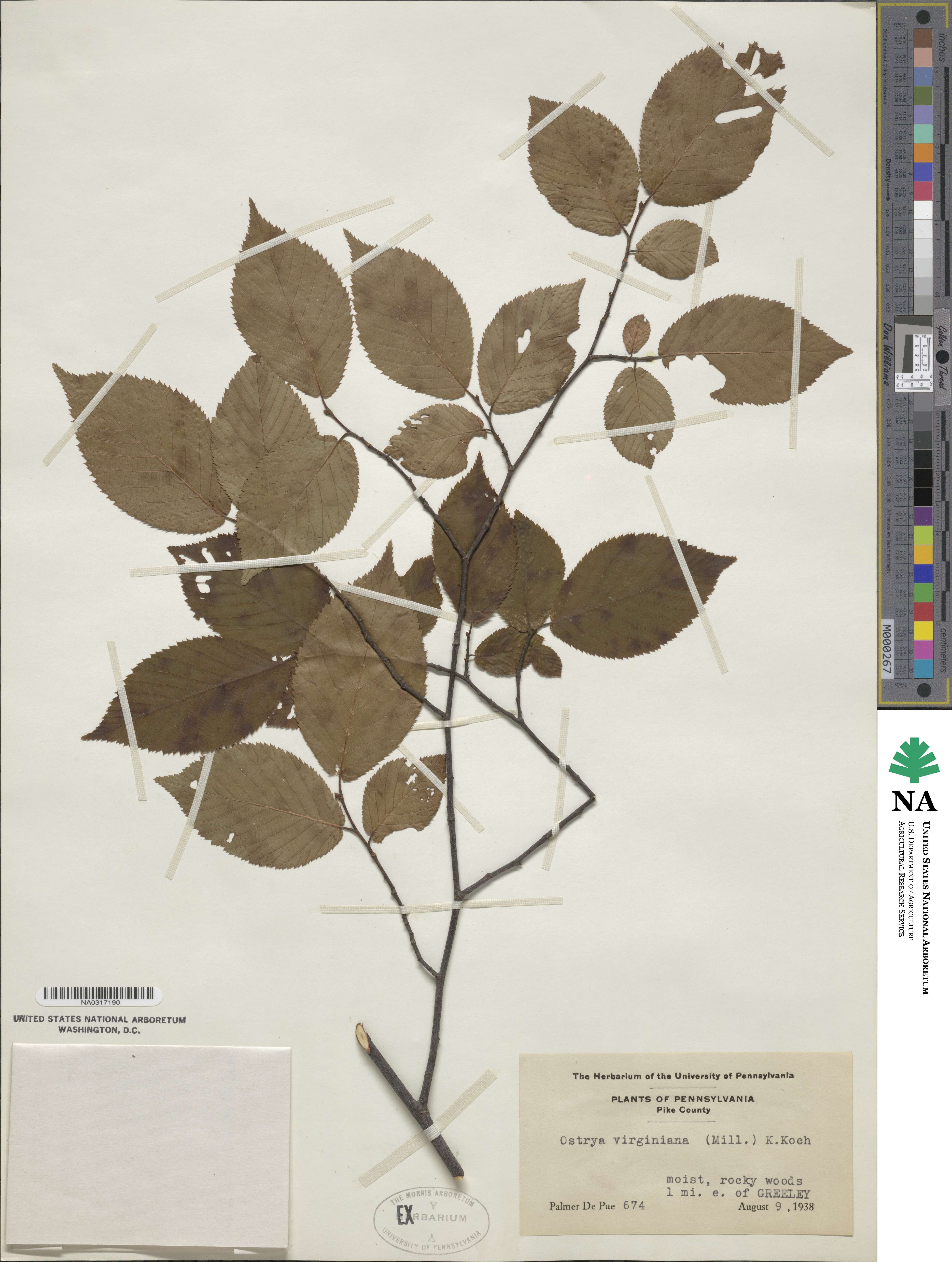 Ostrya virginiana image