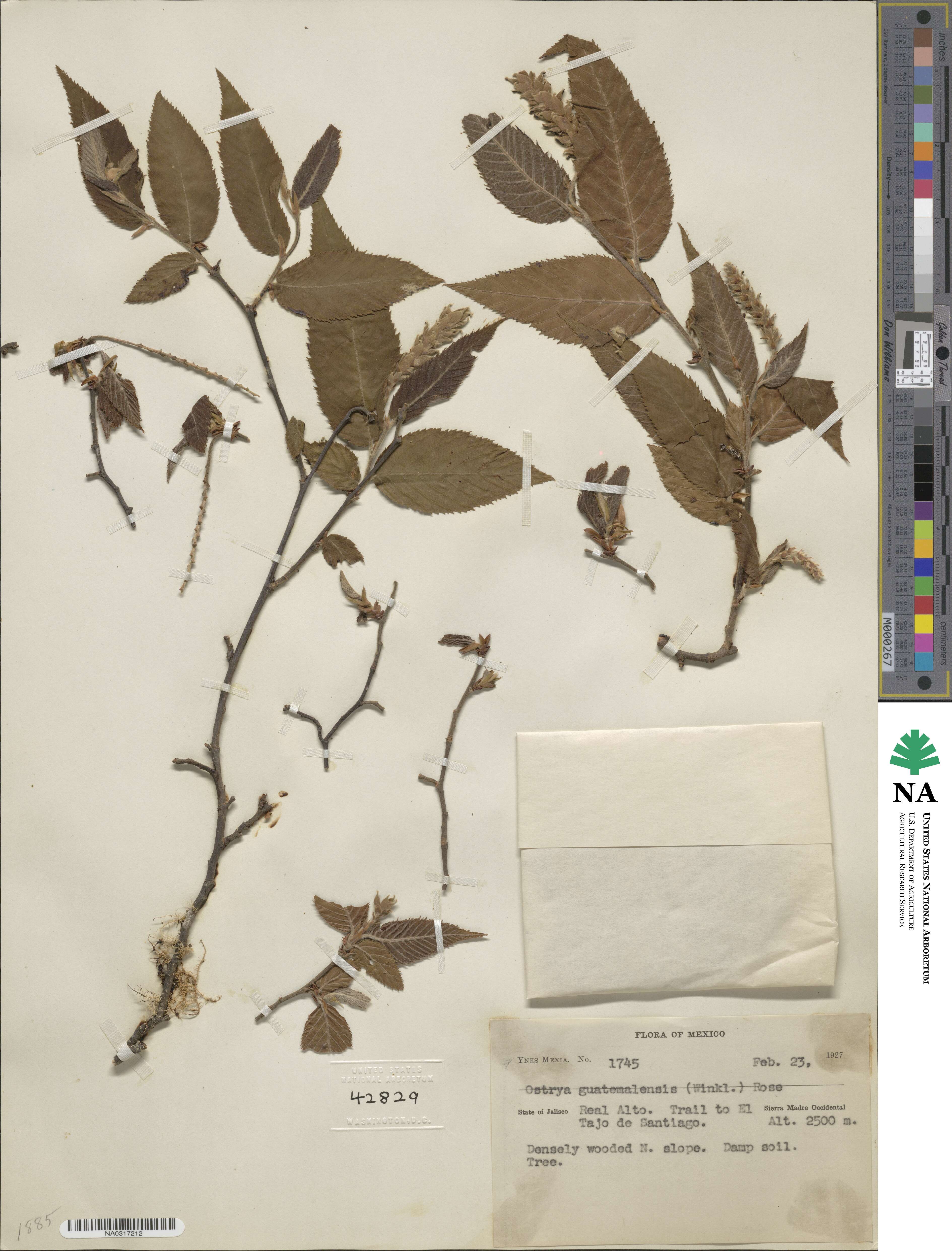Ostrya virginiana subsp. guatemalensis image