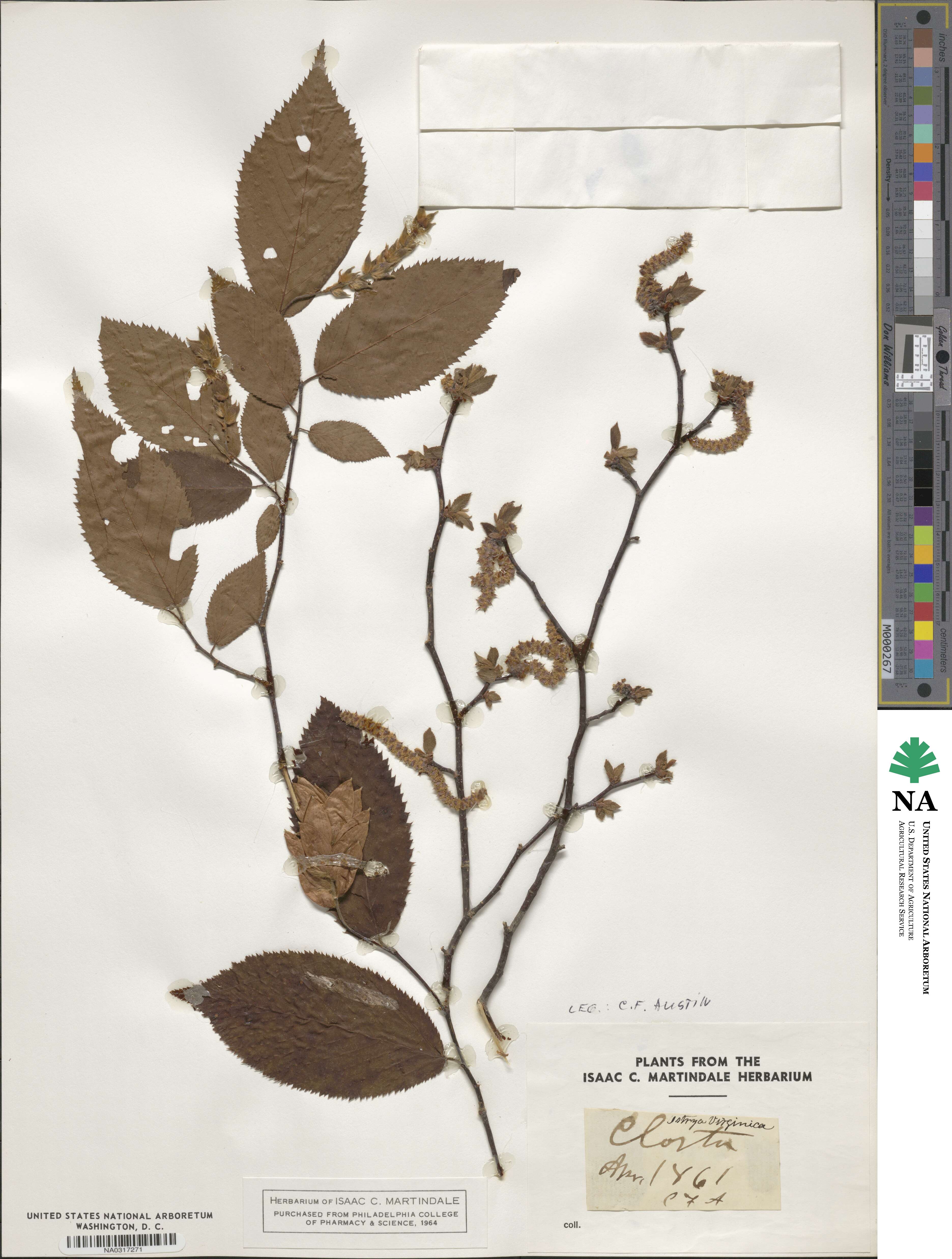 Ostrya virginiana subsp. virginiana image