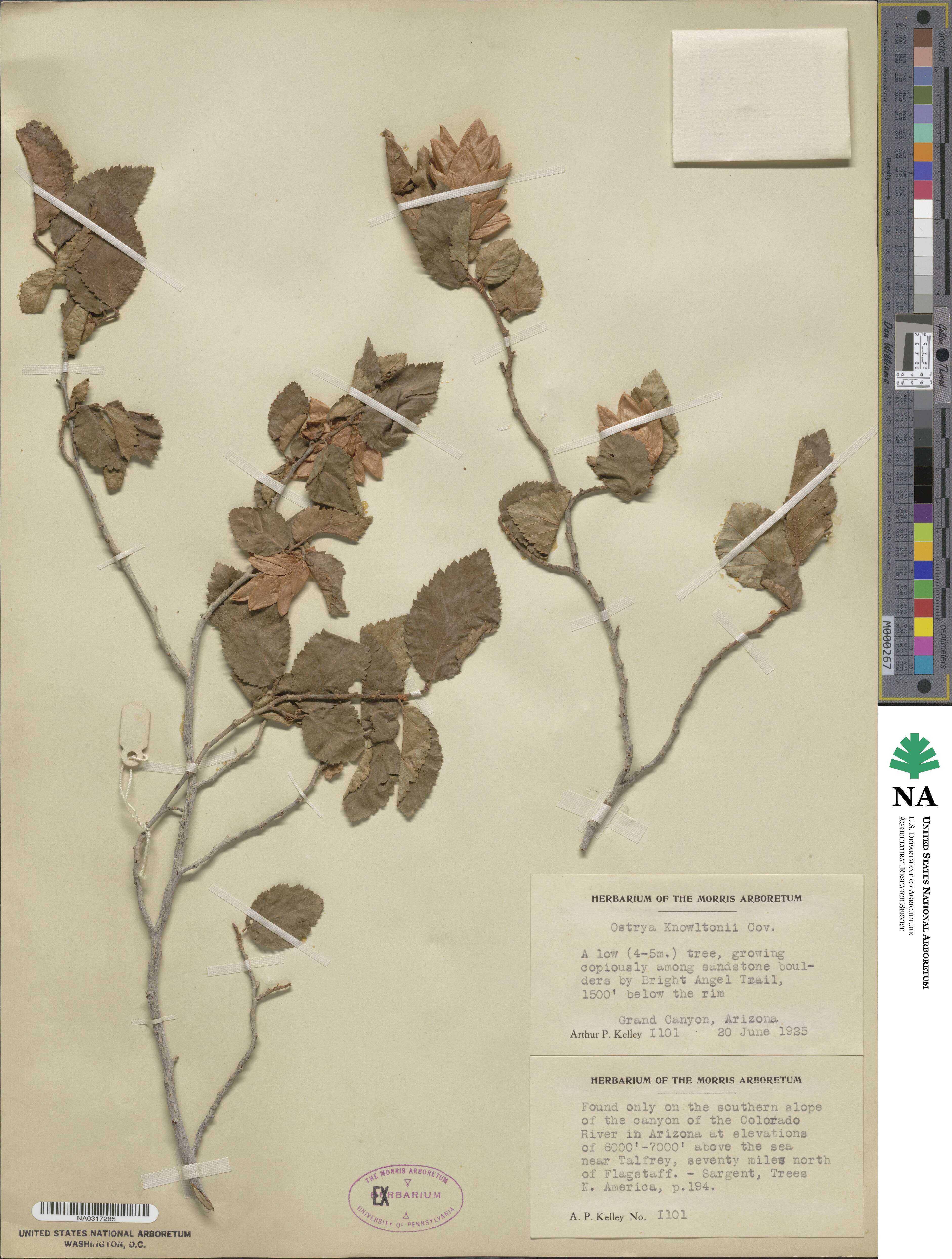 Ostrya knowltonii image