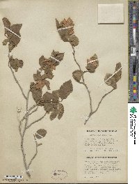 Ostrya knowltonii image