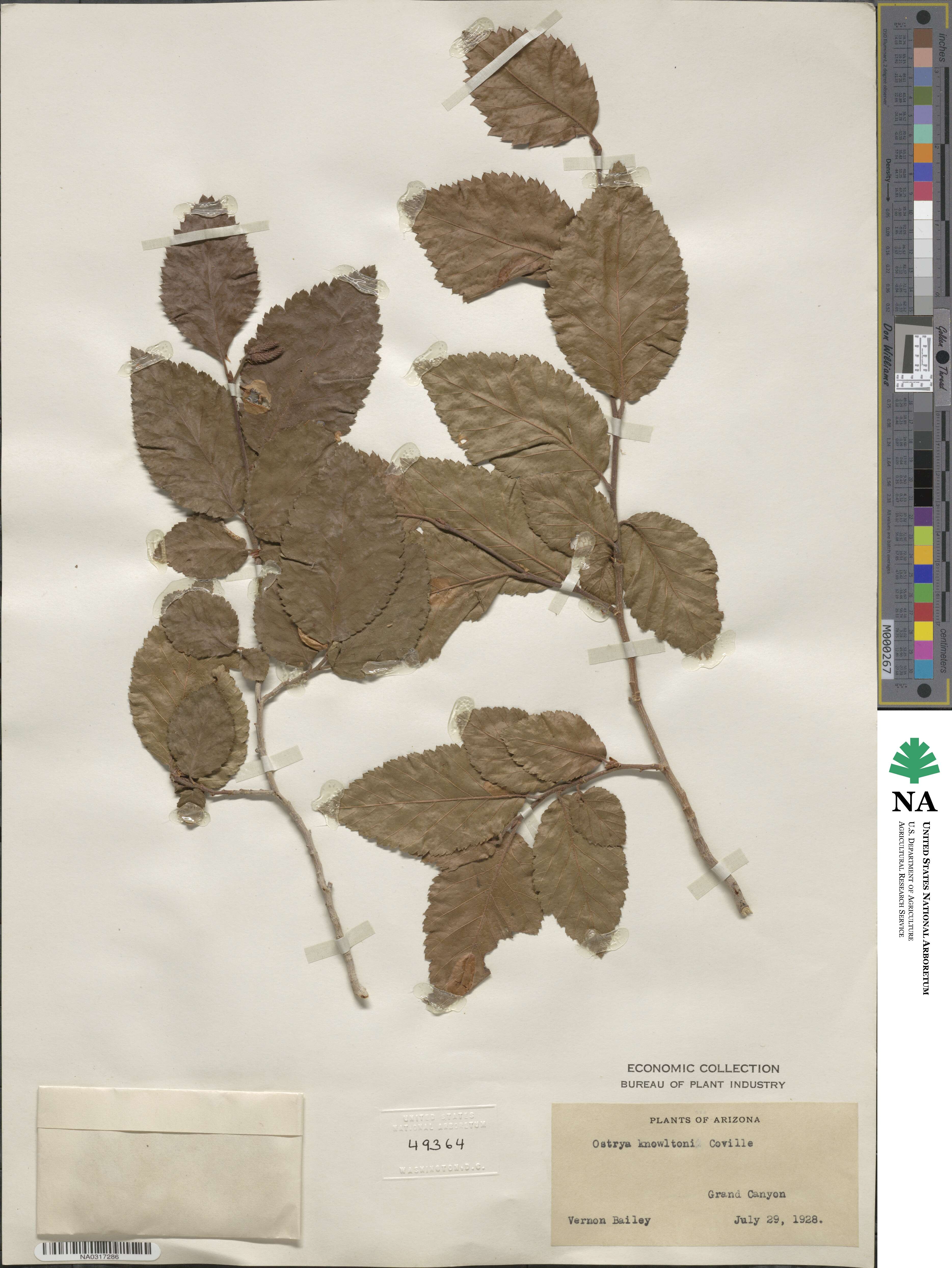 Ostrya knowltonii image