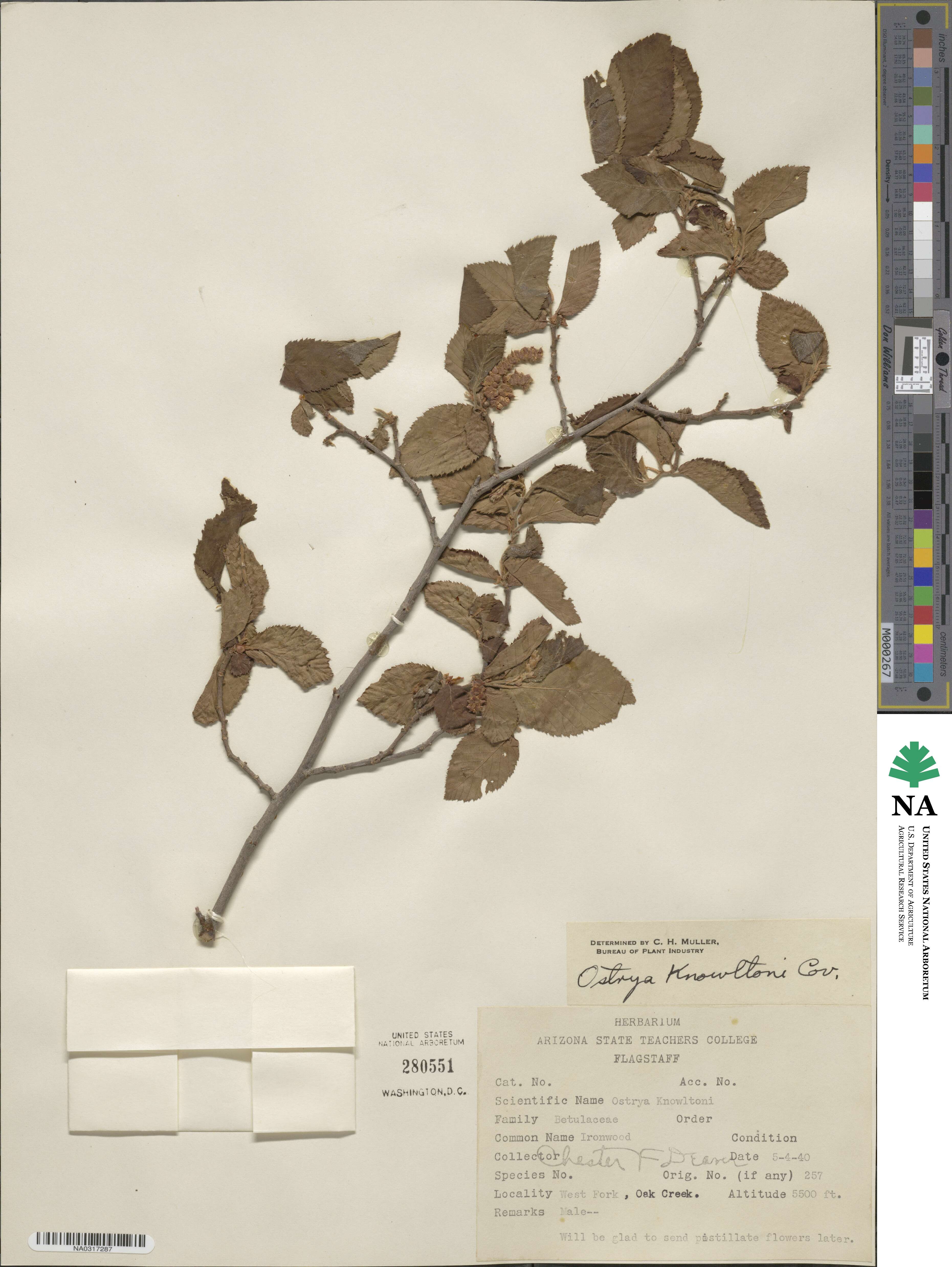Ostrya knowltonii image