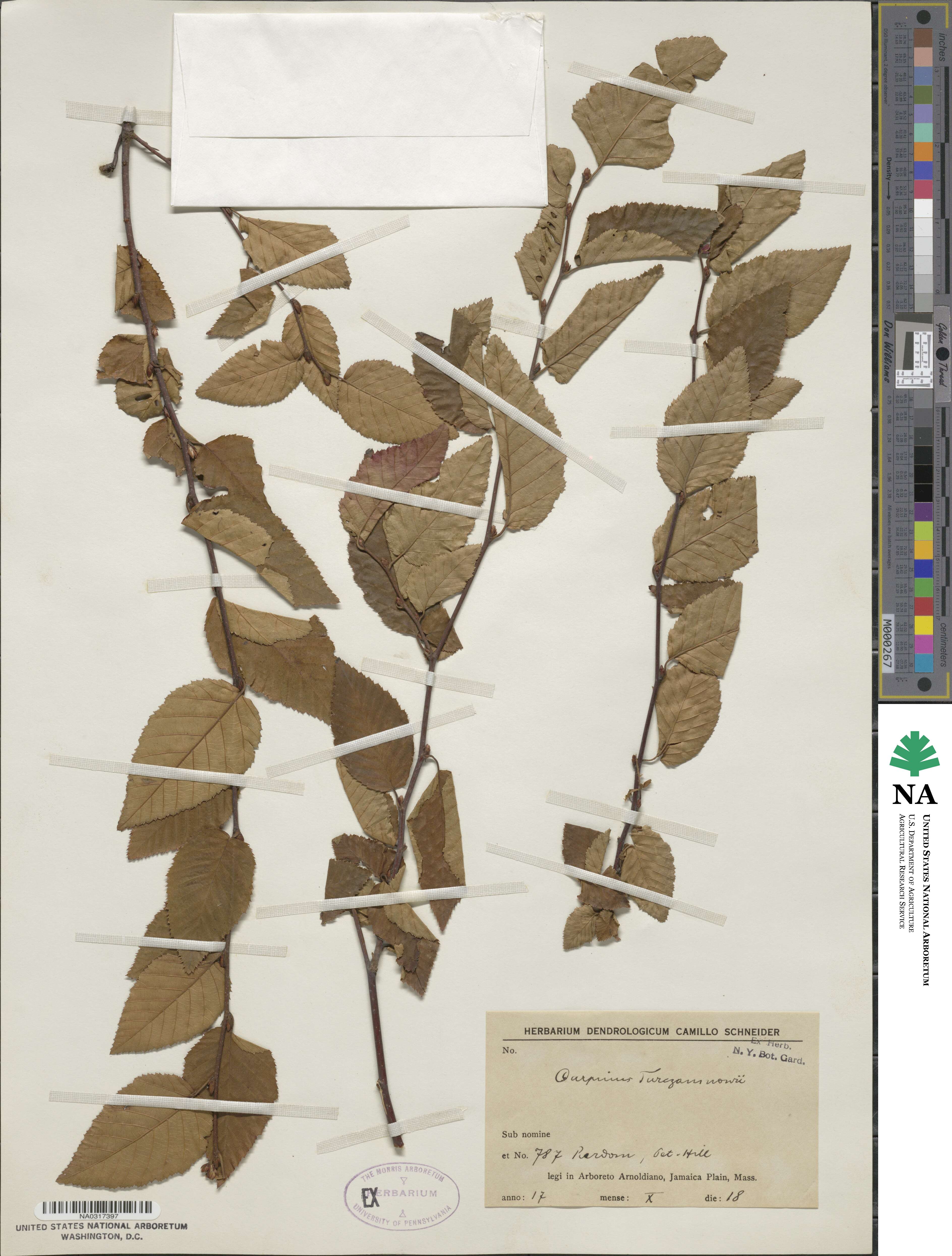 Carpinus turczaninovii image