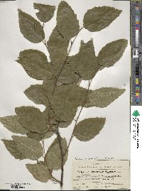Carpinus betulus image