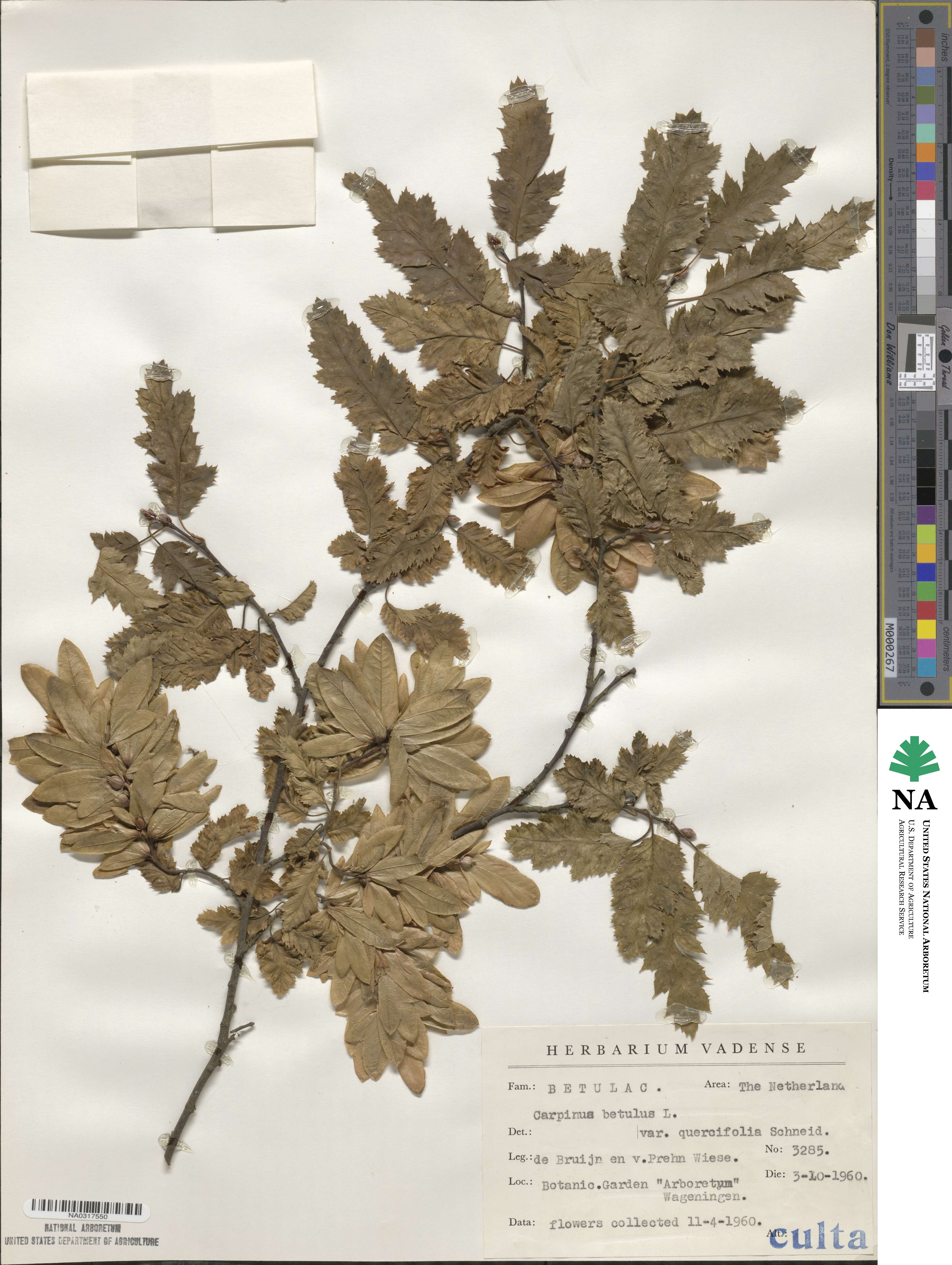 Carpinus betulus image