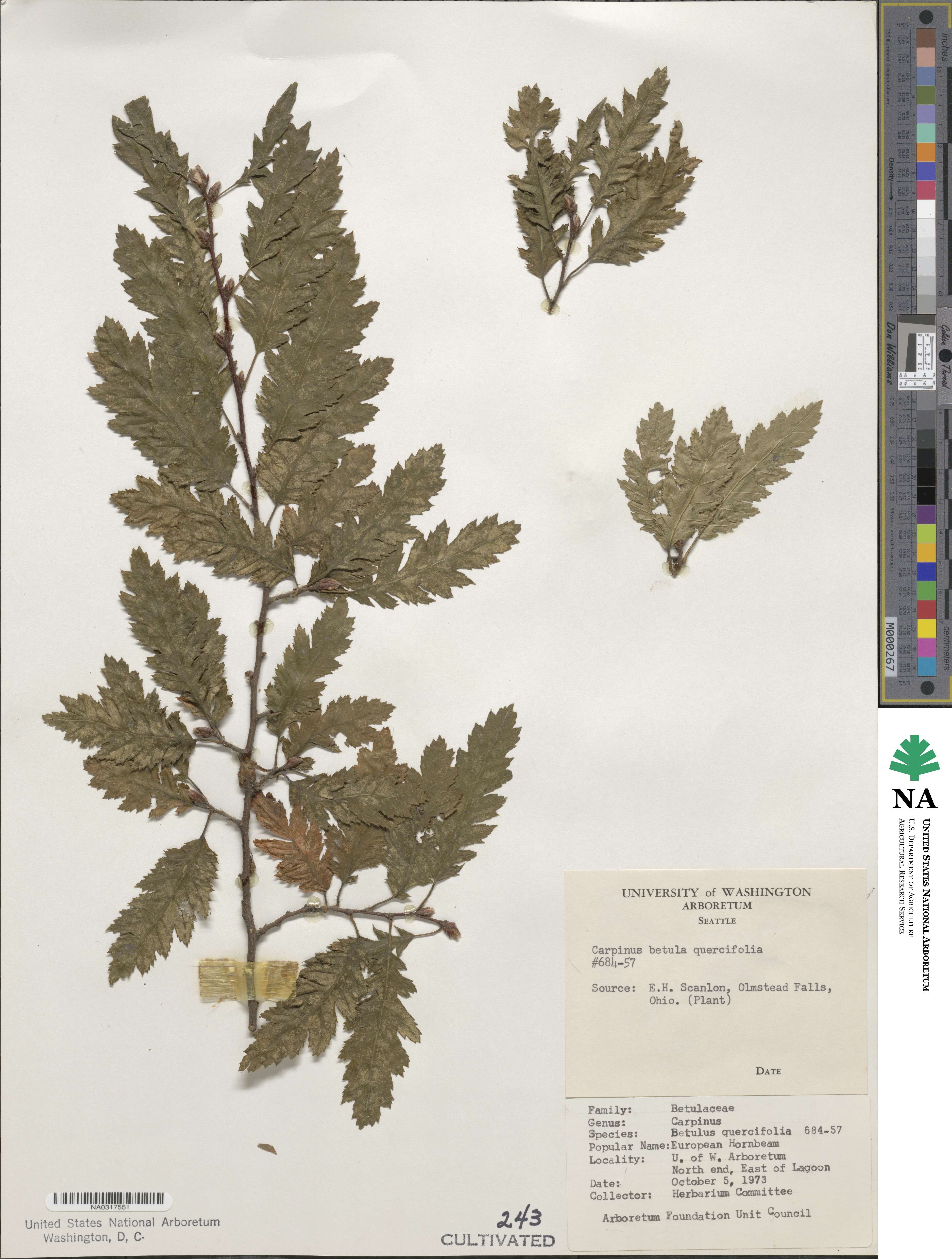 Carpinus betulus image