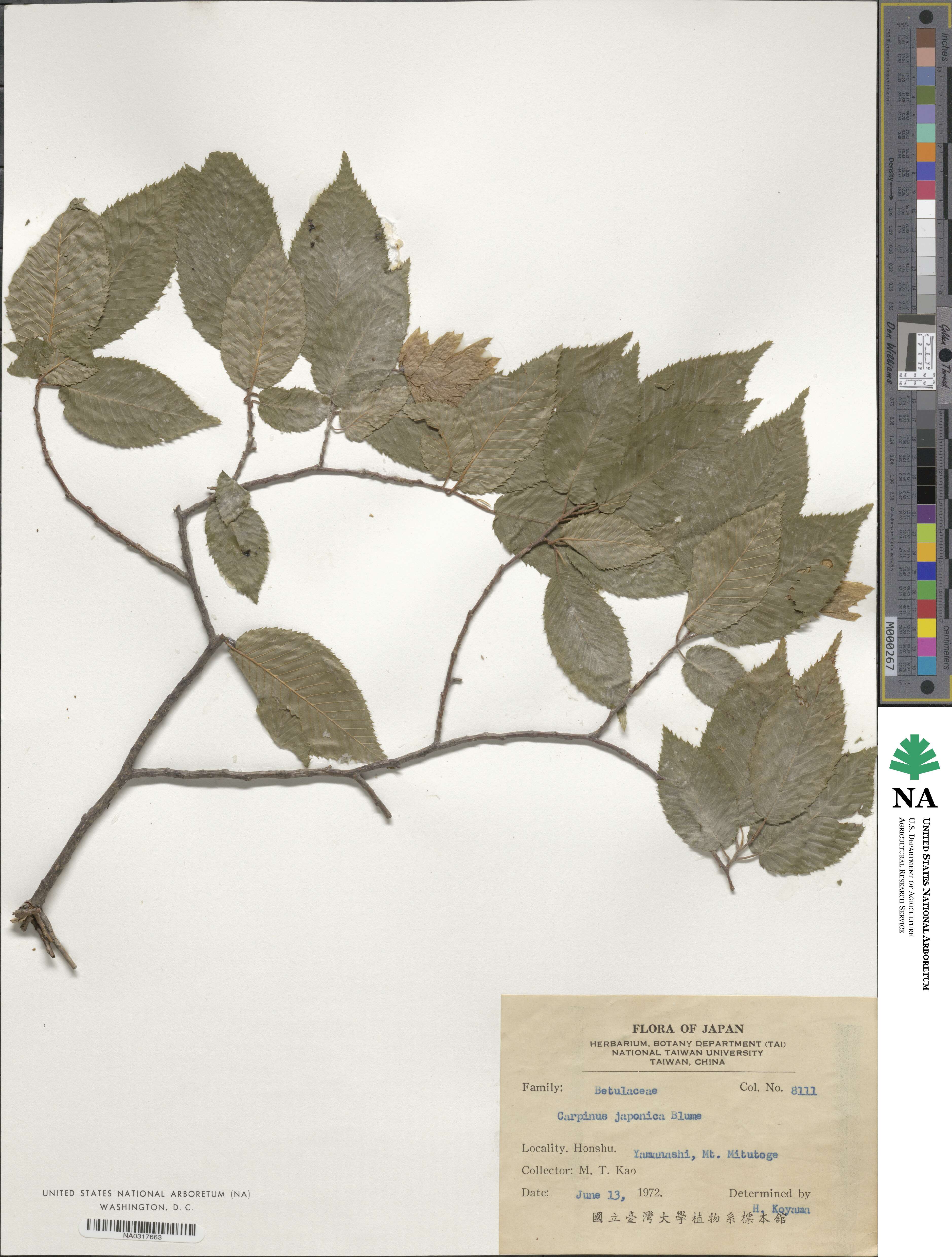 Carpinus japonica image