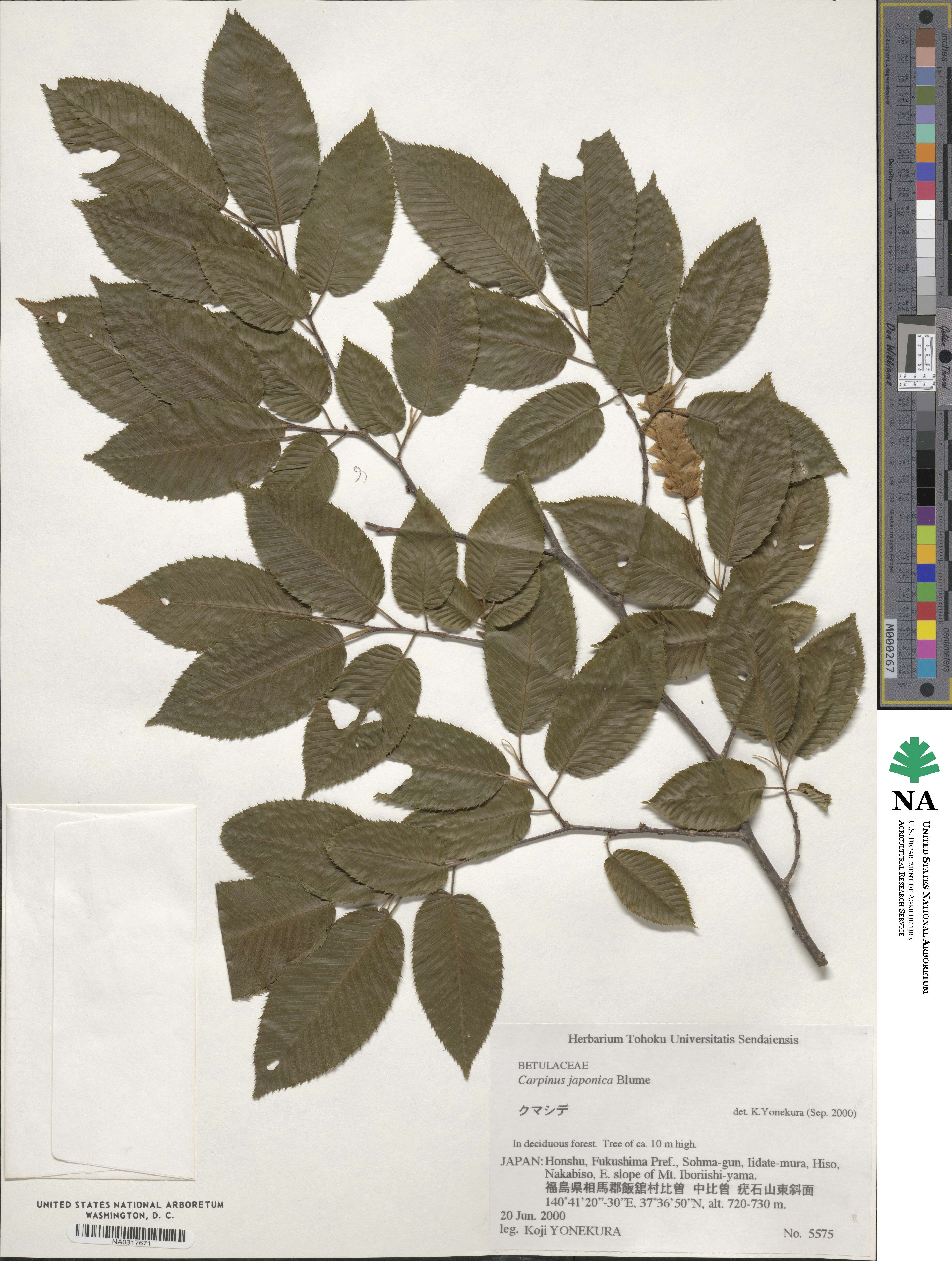 Carpinus japonica image