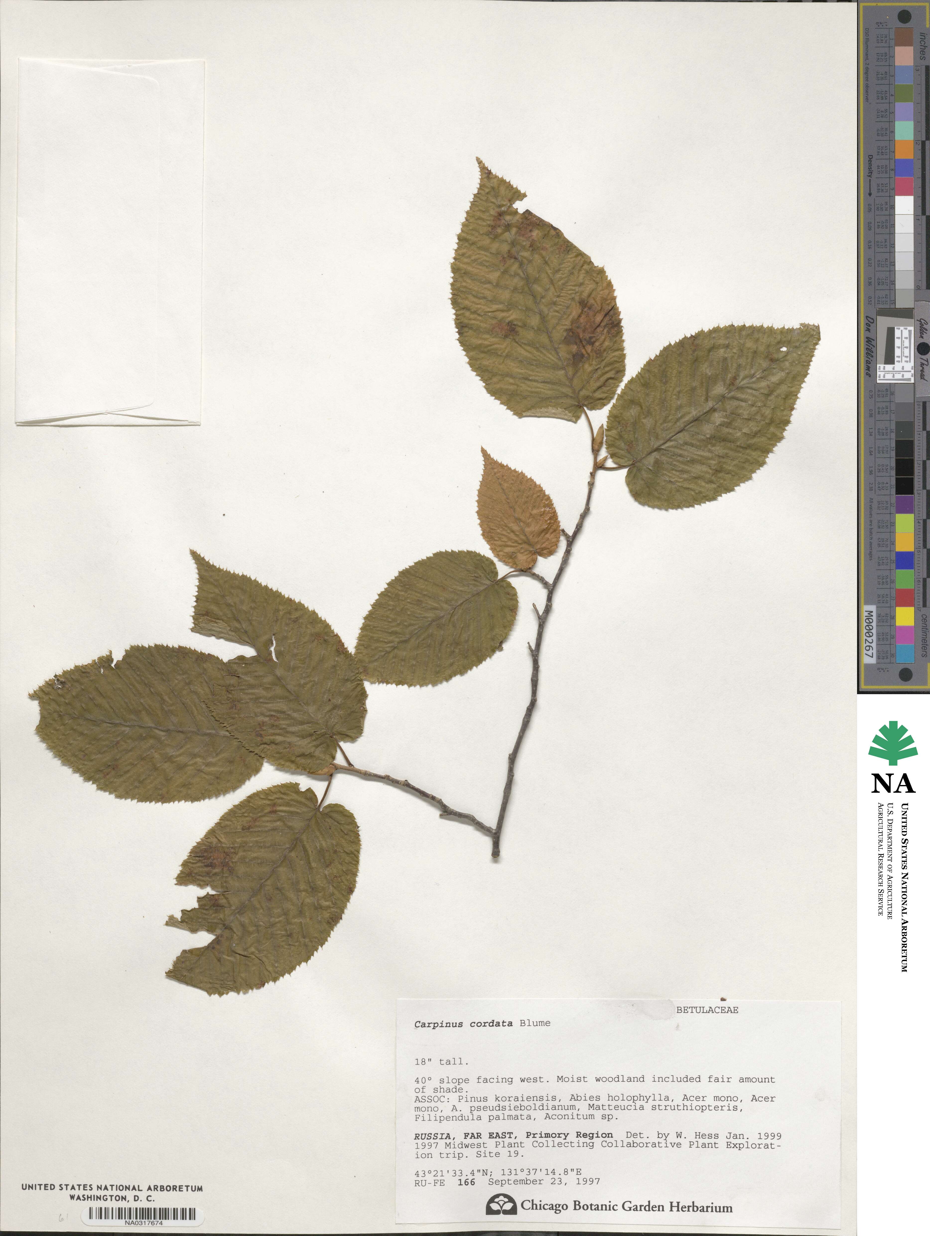 Carpinus cordata image