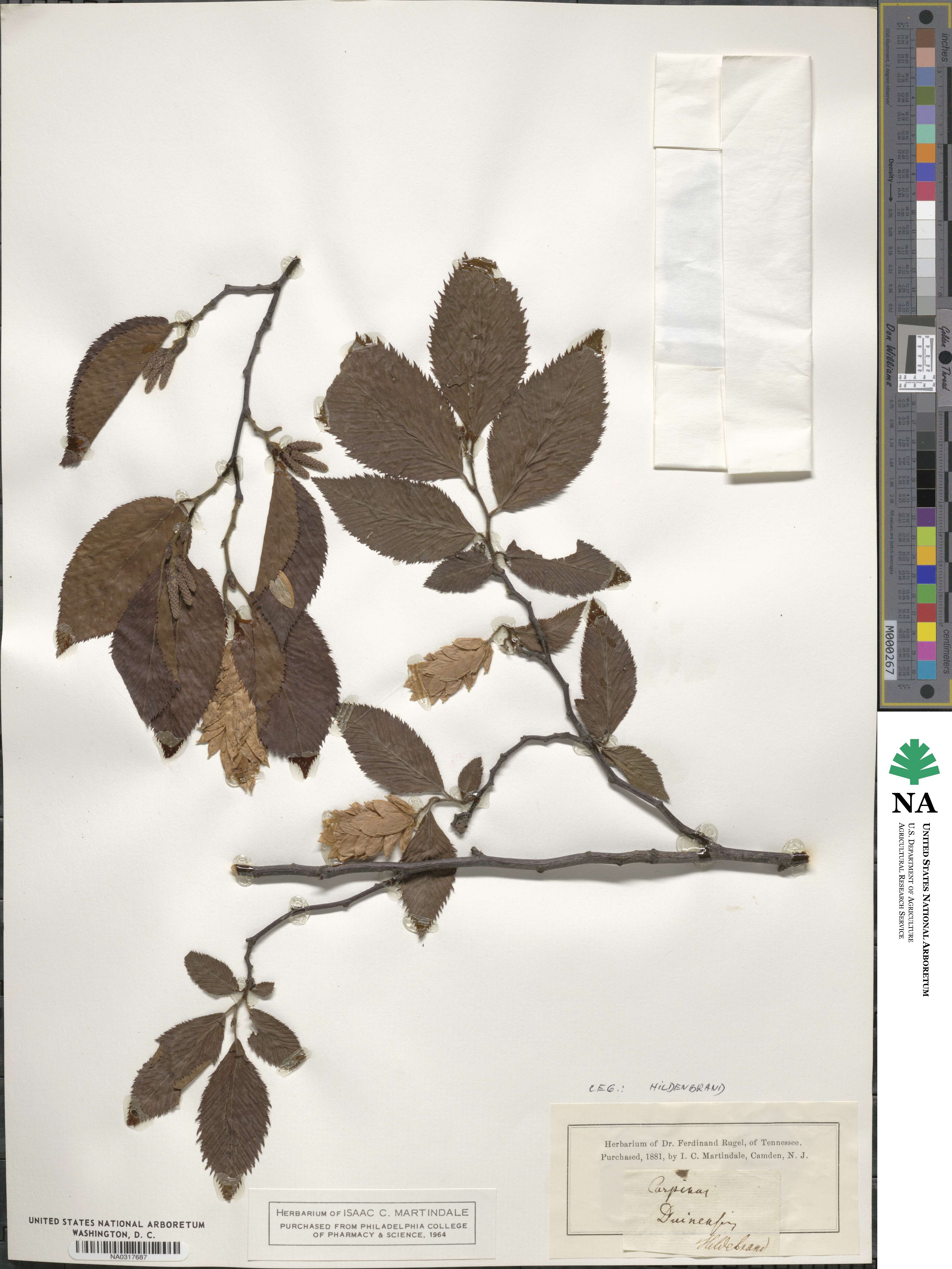 Carpinus orientalis image
