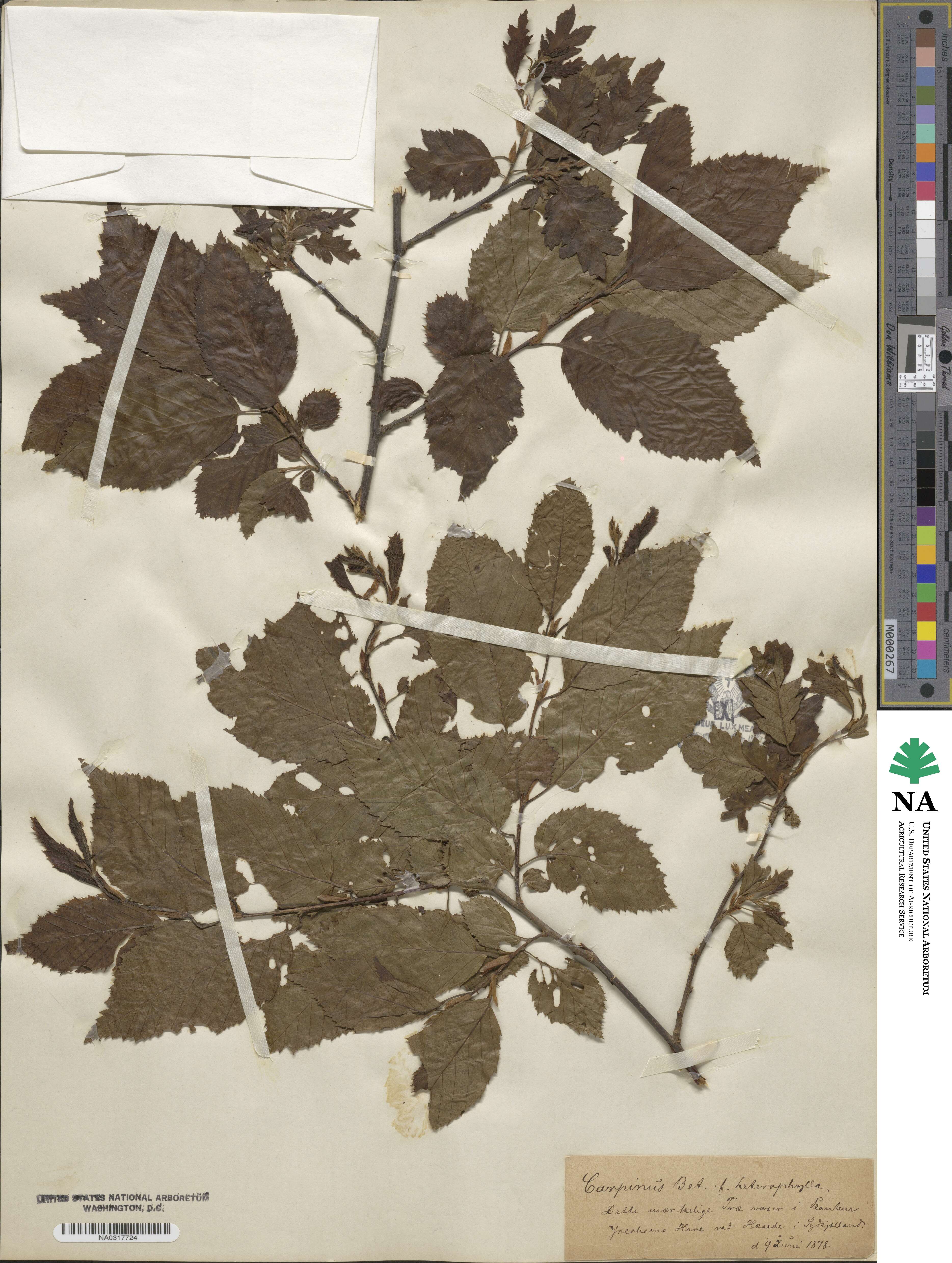 Carpinus betulus image