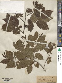 Carpinus betulus image