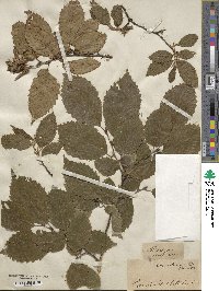 Carpinus betulus image