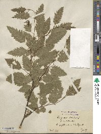 Carpinus betulus image