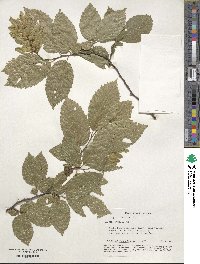 Carpinus betulus image