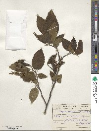 Carpinus betulus image