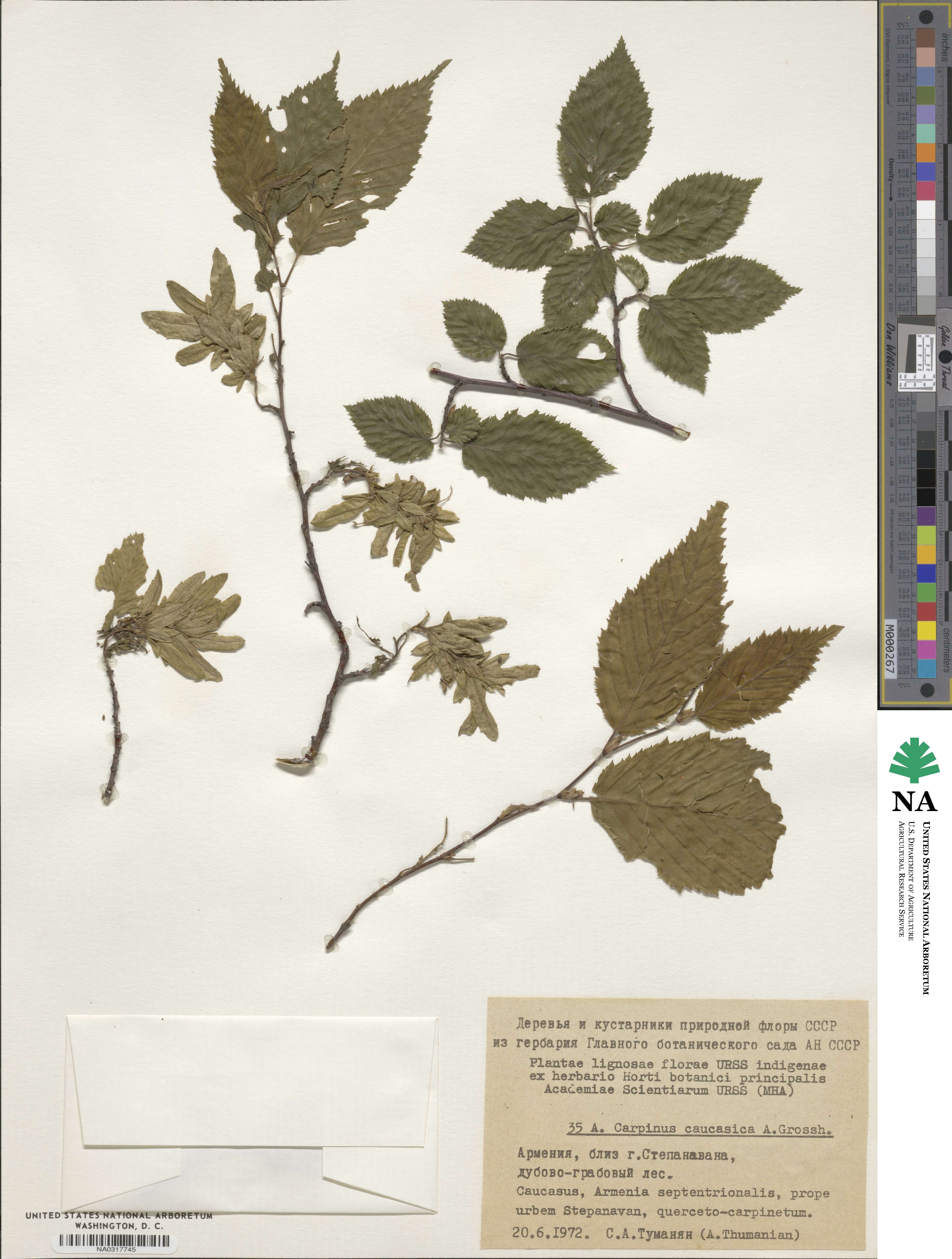 Carpinus betulus image