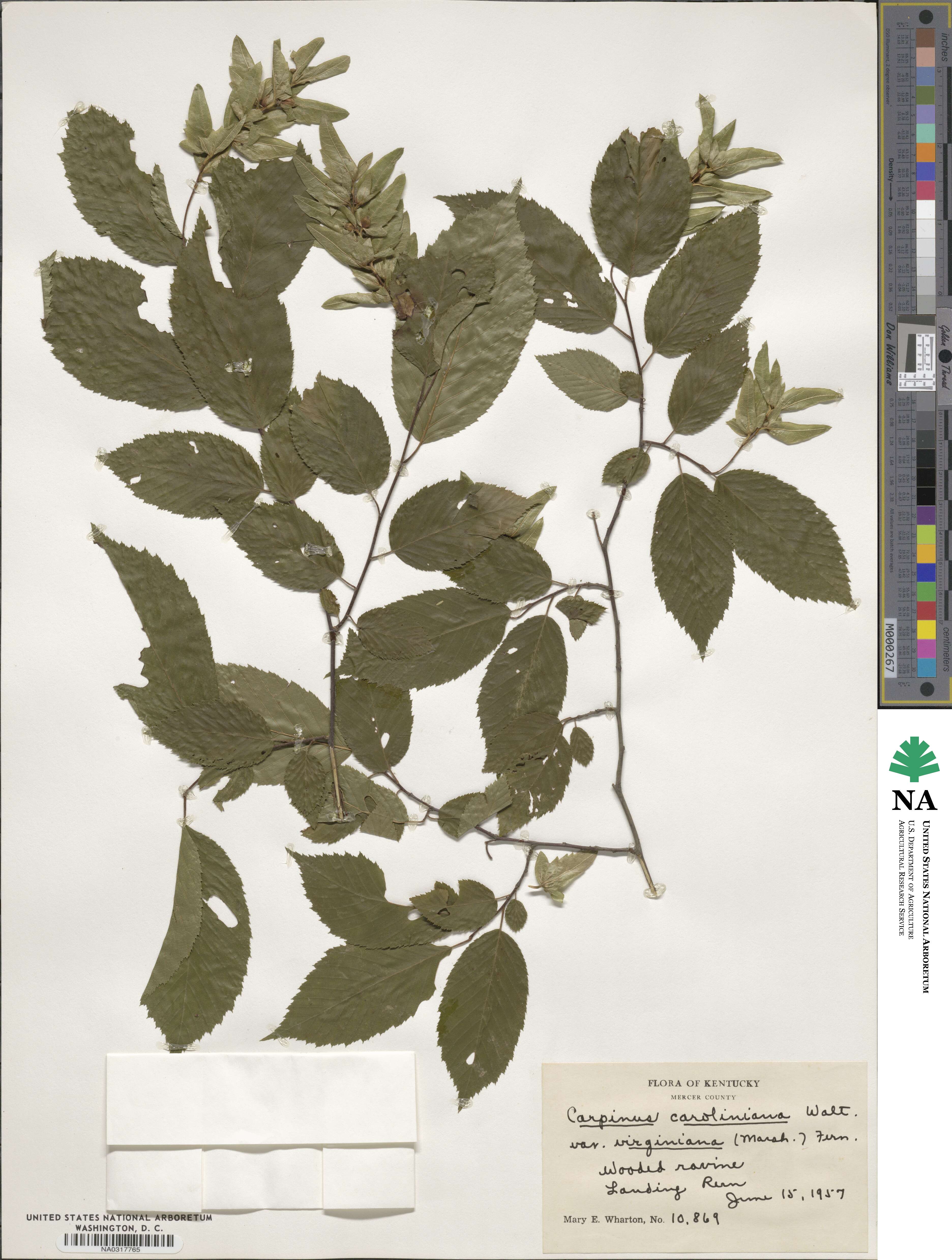 Carpinus caroliniana subsp. virginiana image