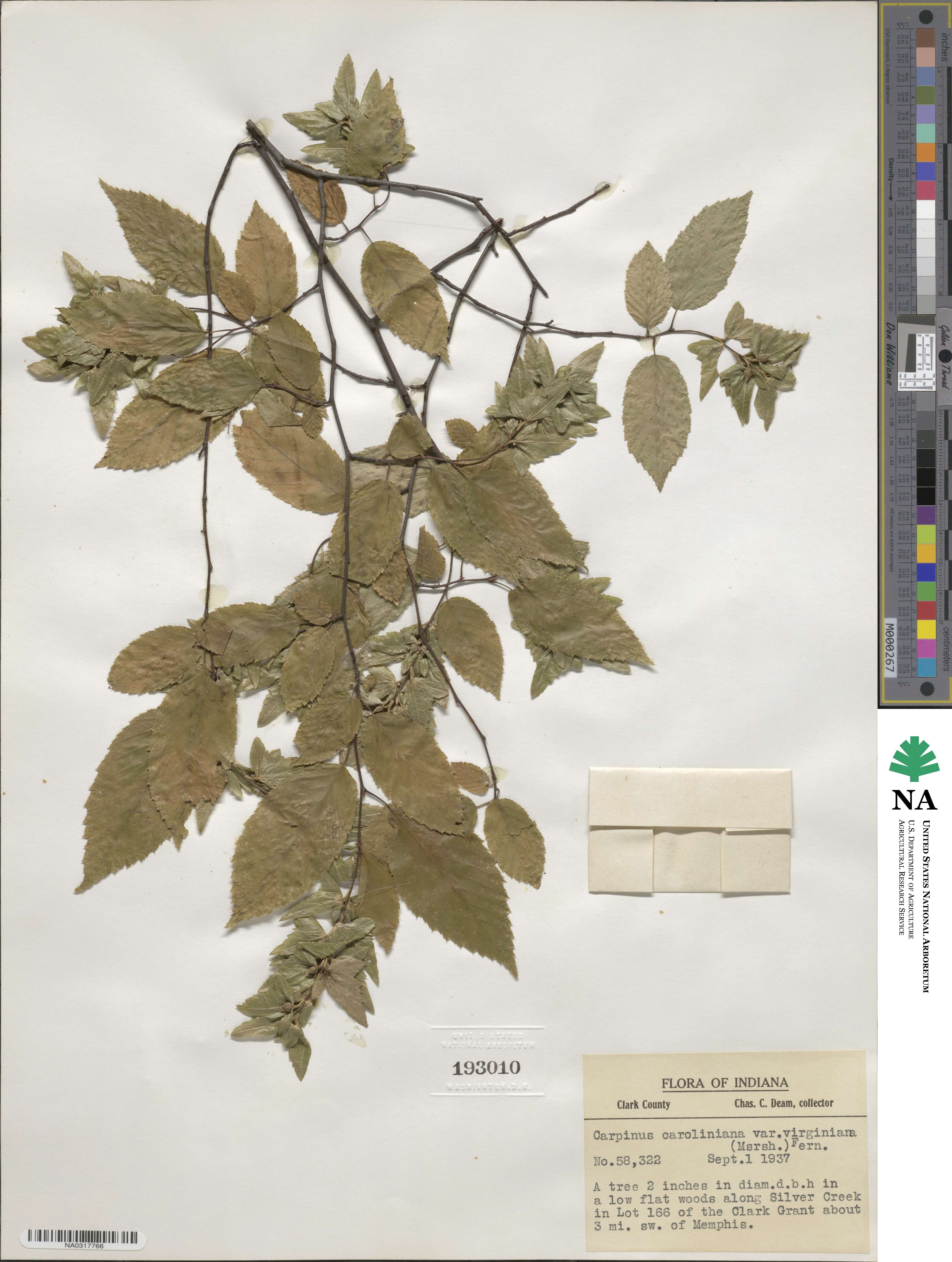 Carpinus caroliniana subsp. virginiana image
