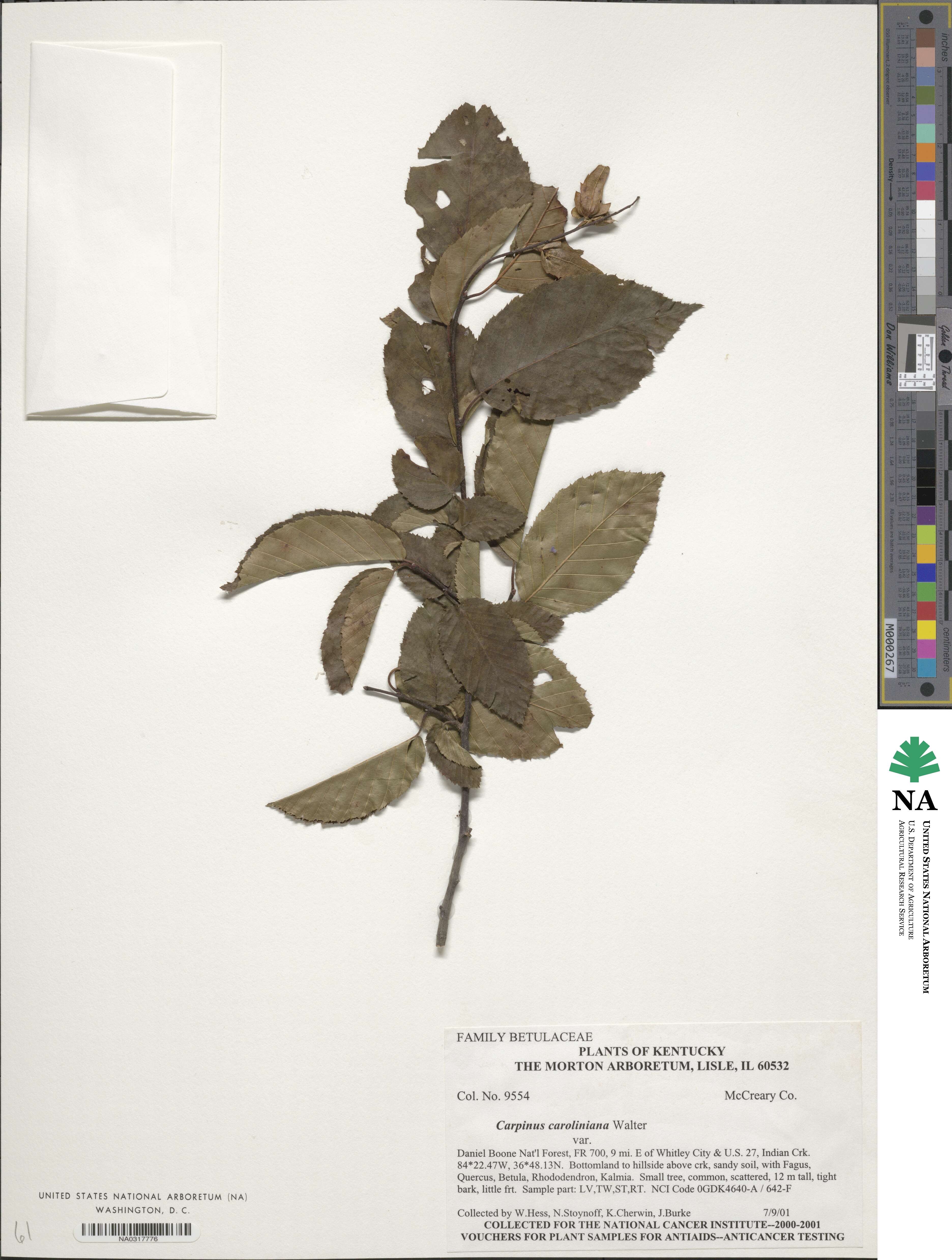 Carpinus caroliniana image