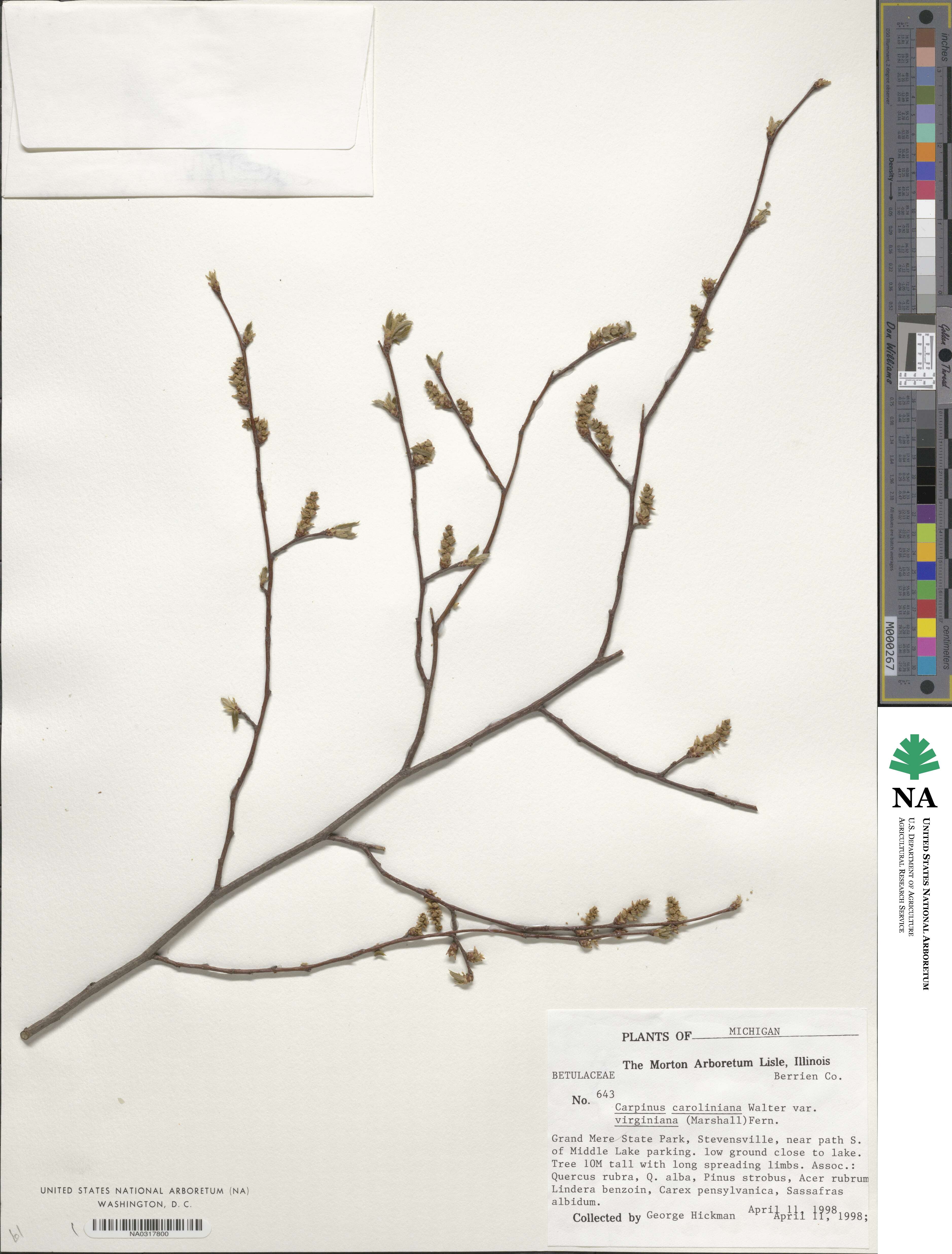 Carpinus image