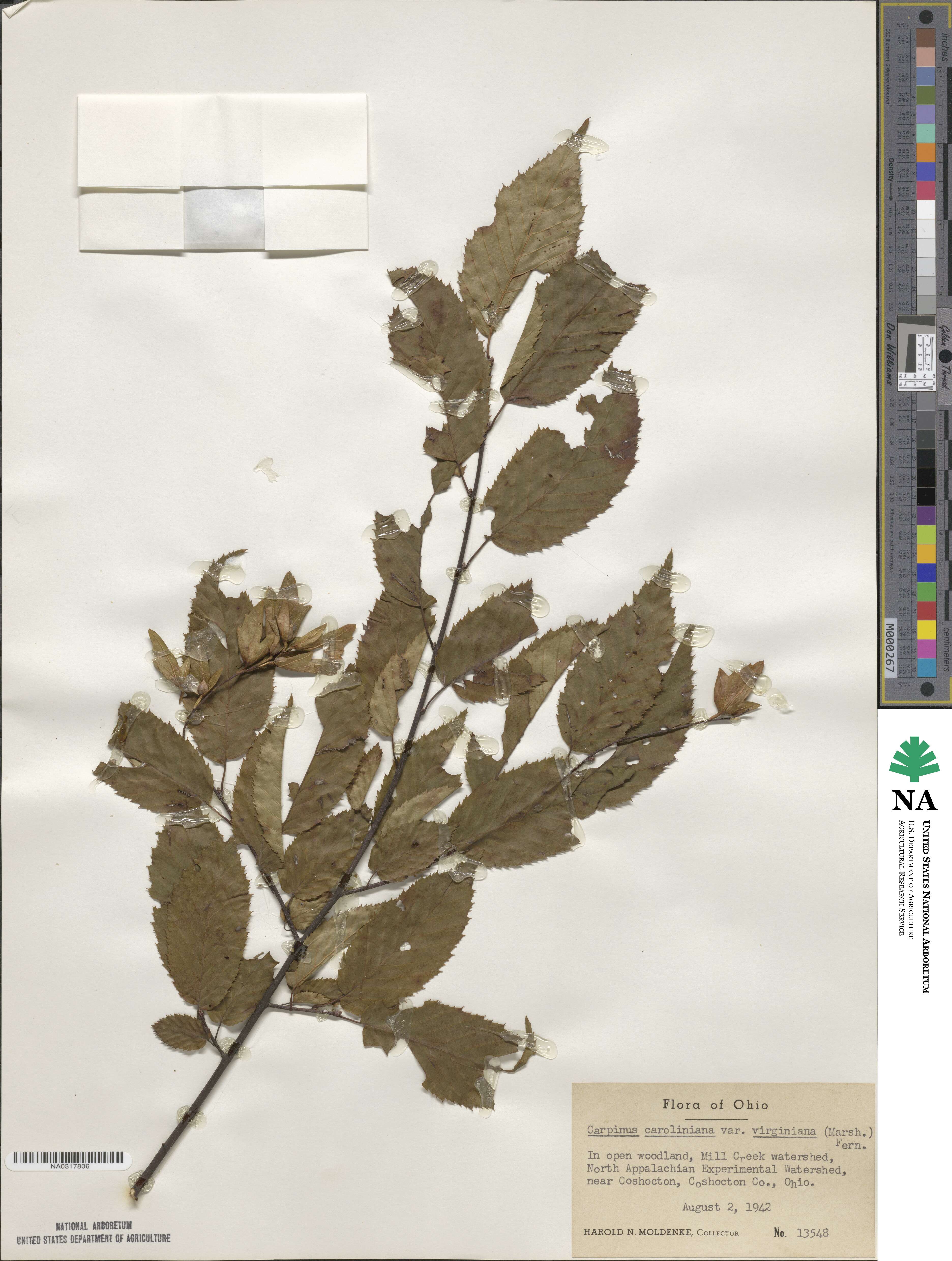 Carpinus caroliniana subsp. virginiana image