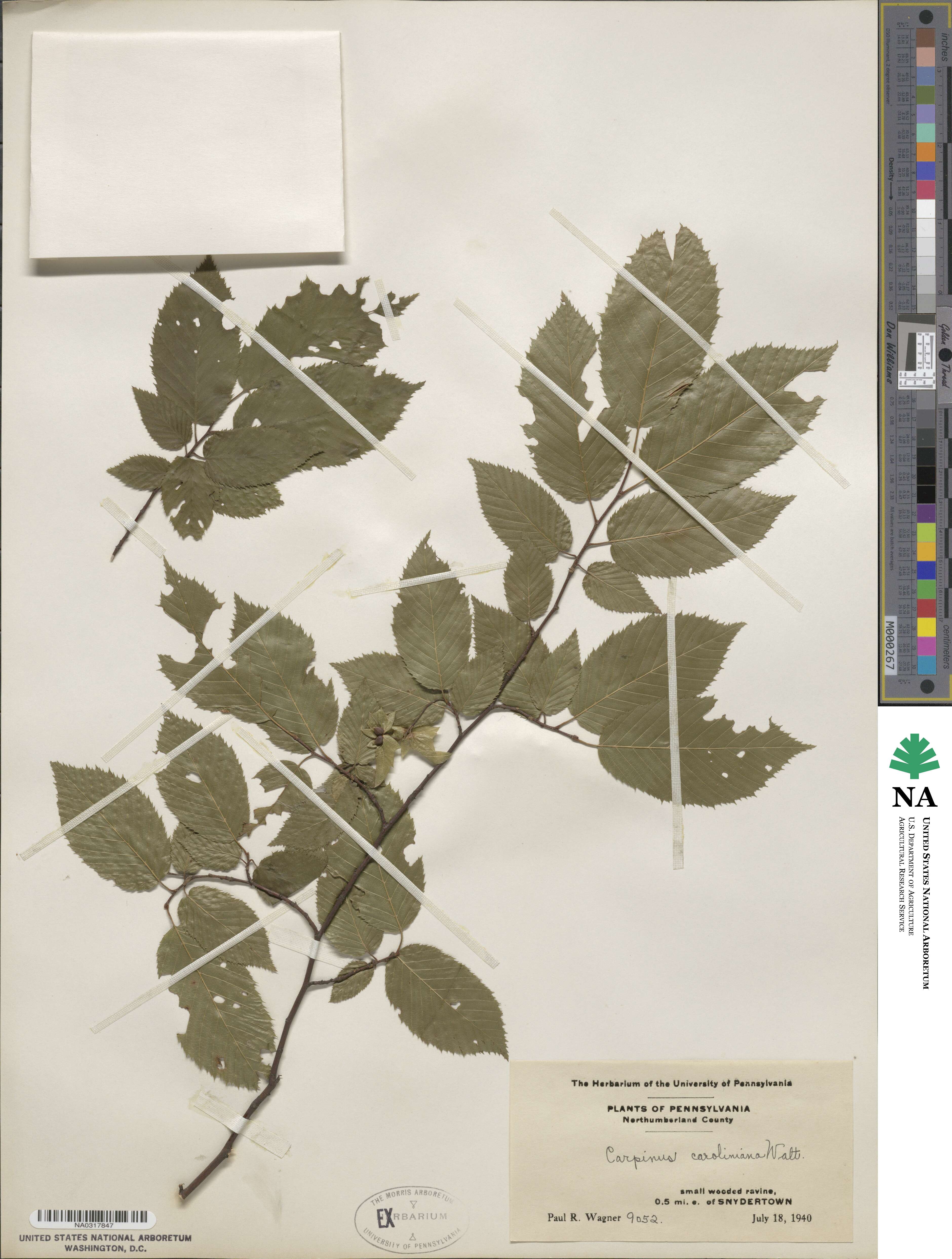 Carpinus caroliniana image