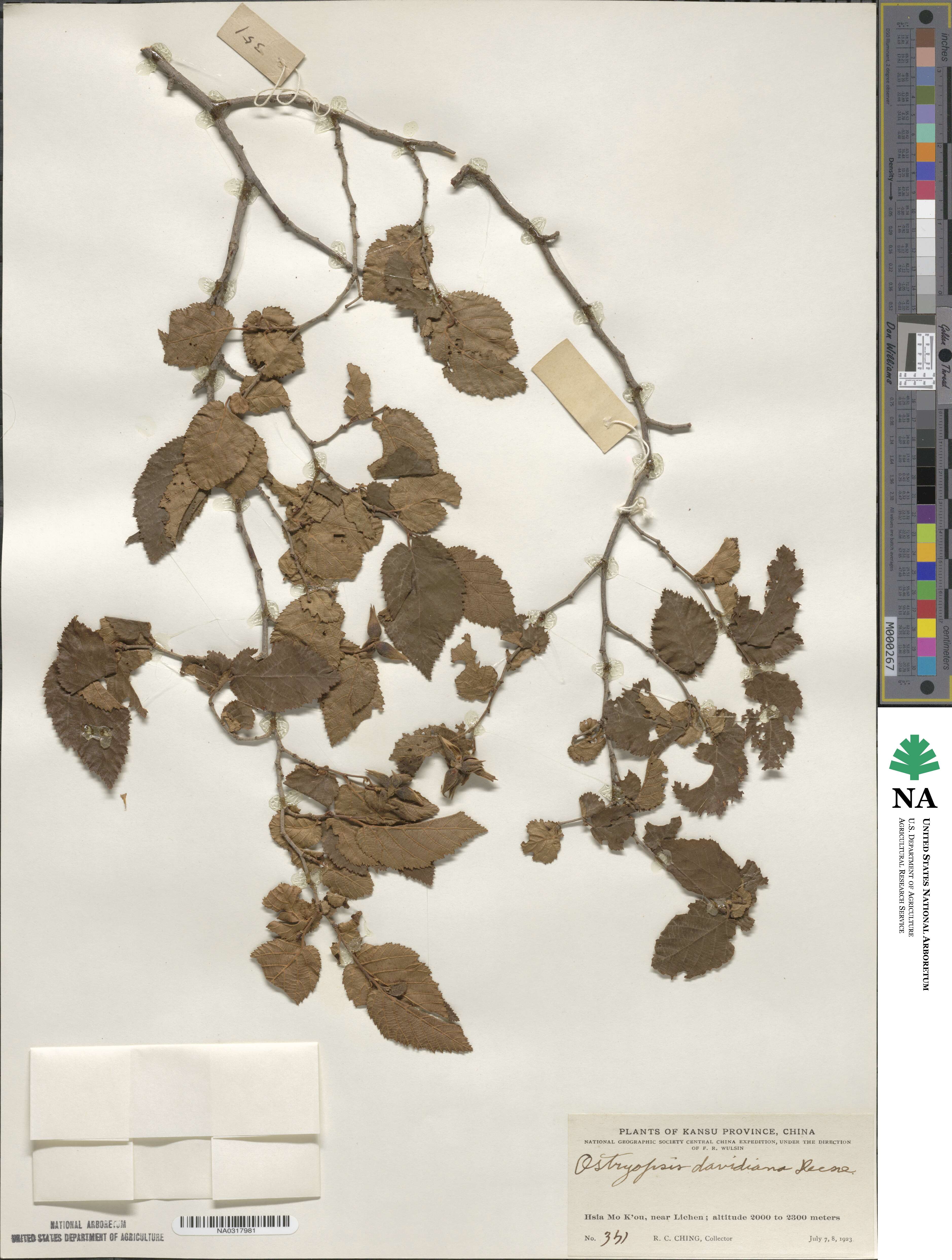 Ostryopsis davidiana image