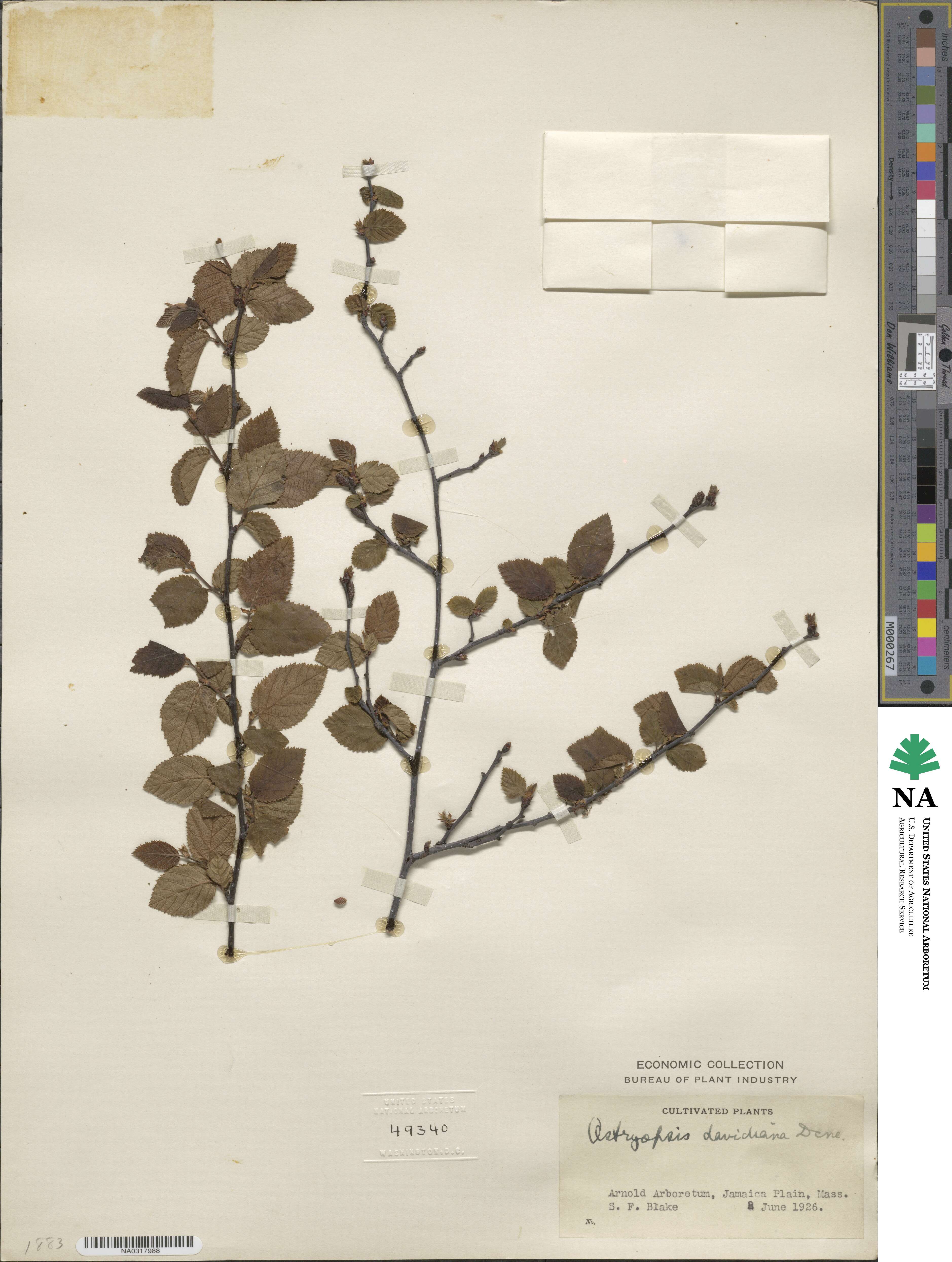 Ostryopsis davidiana image