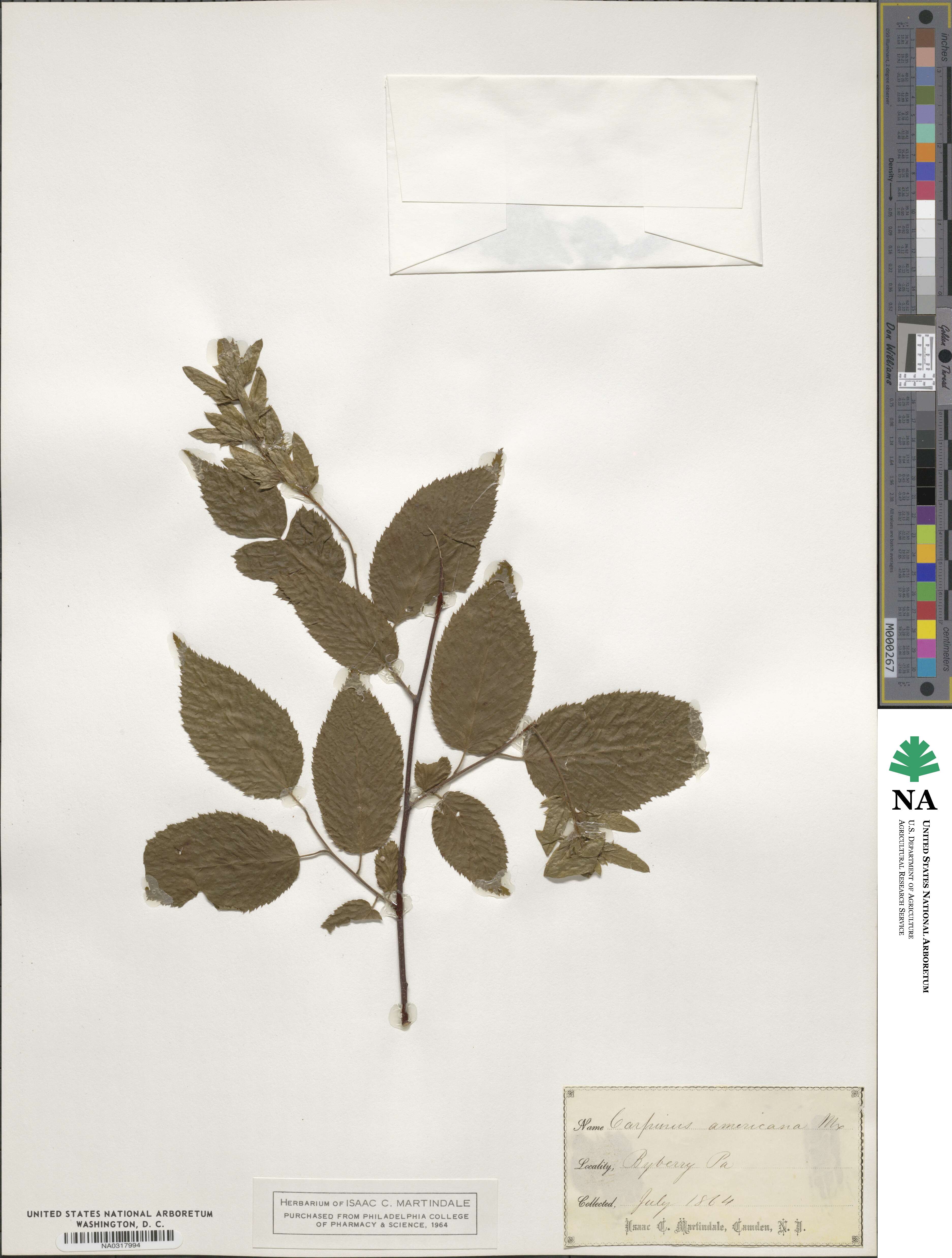 Carpinus americana image