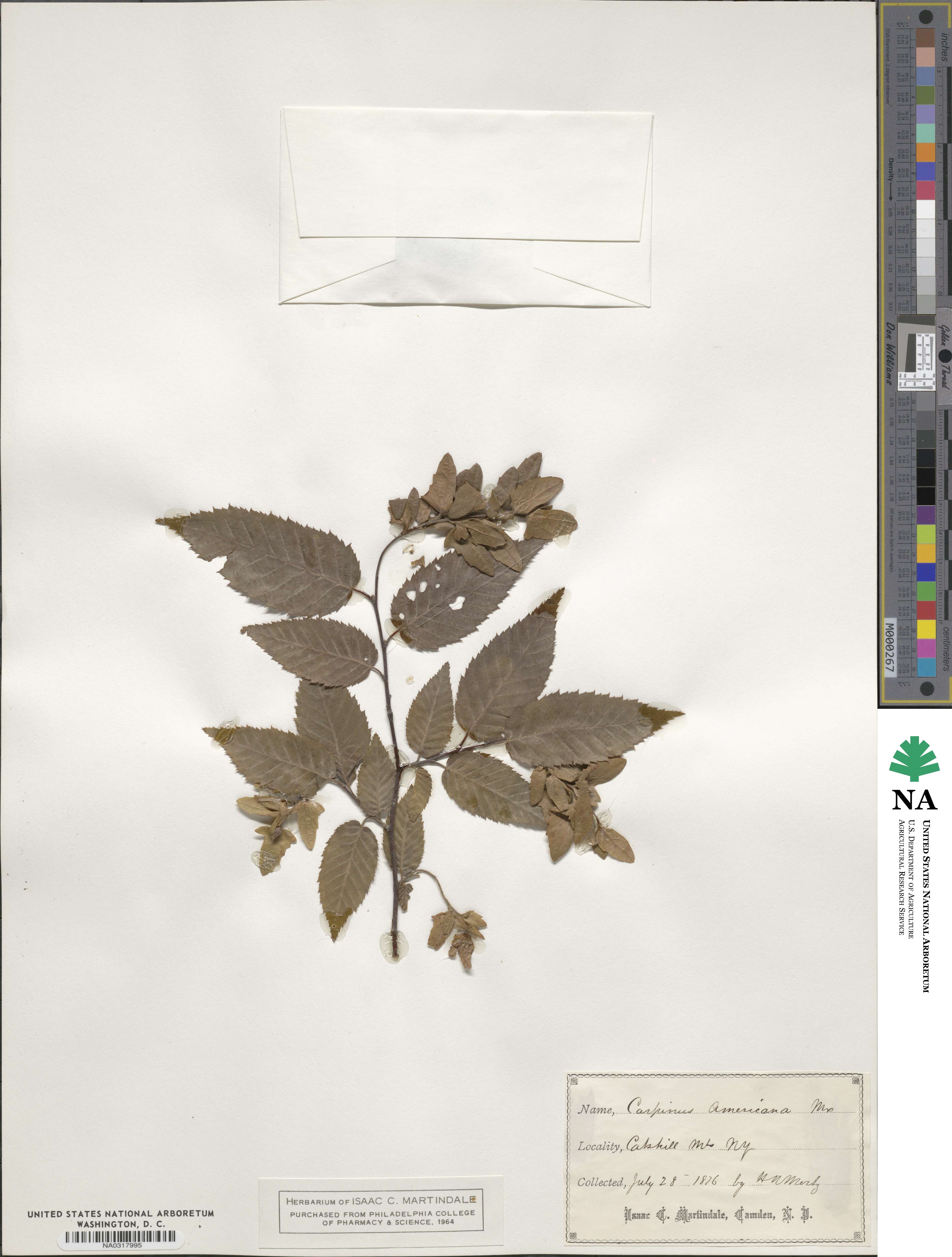 Carpinus americana image