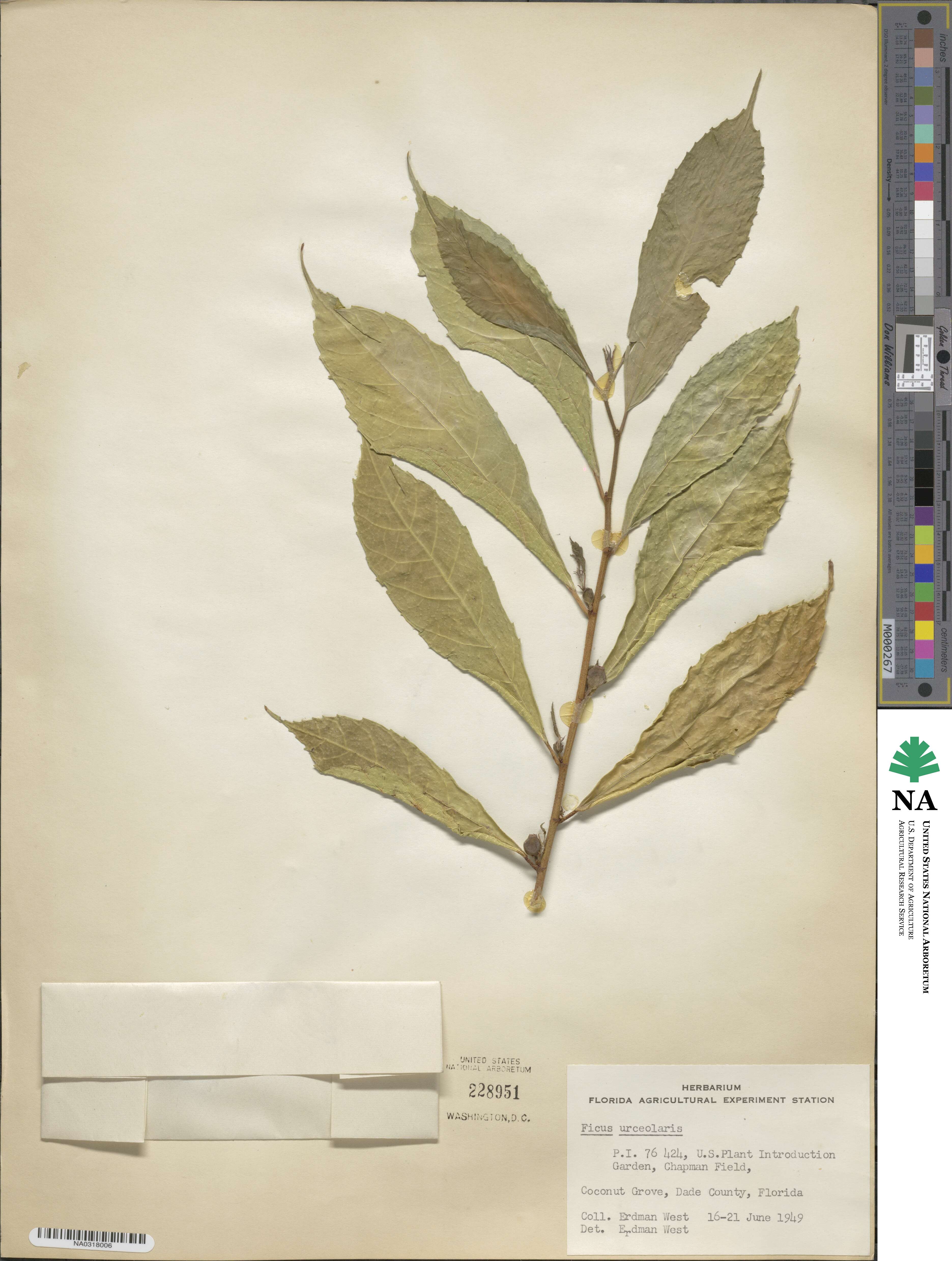 Ficus asperifolia image
