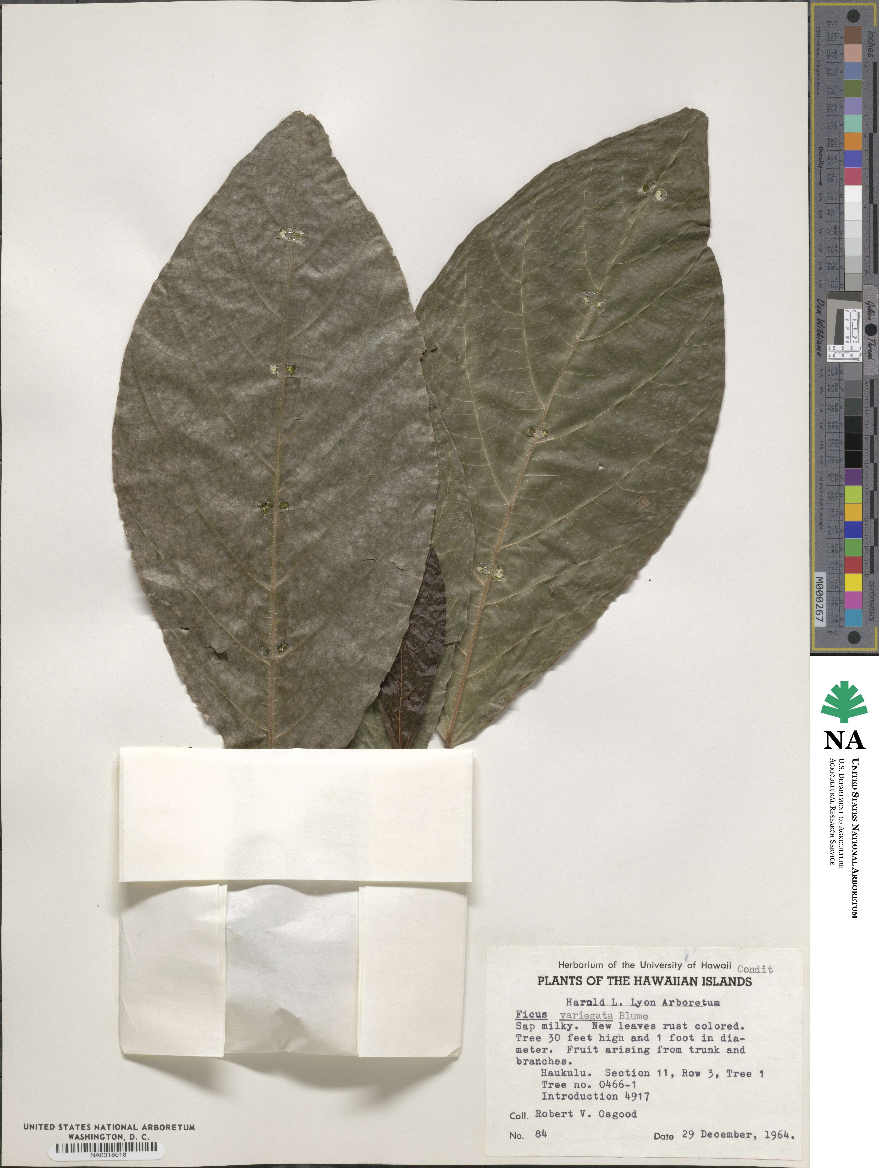 Ficus variegata image