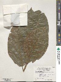 Ficus variegata image