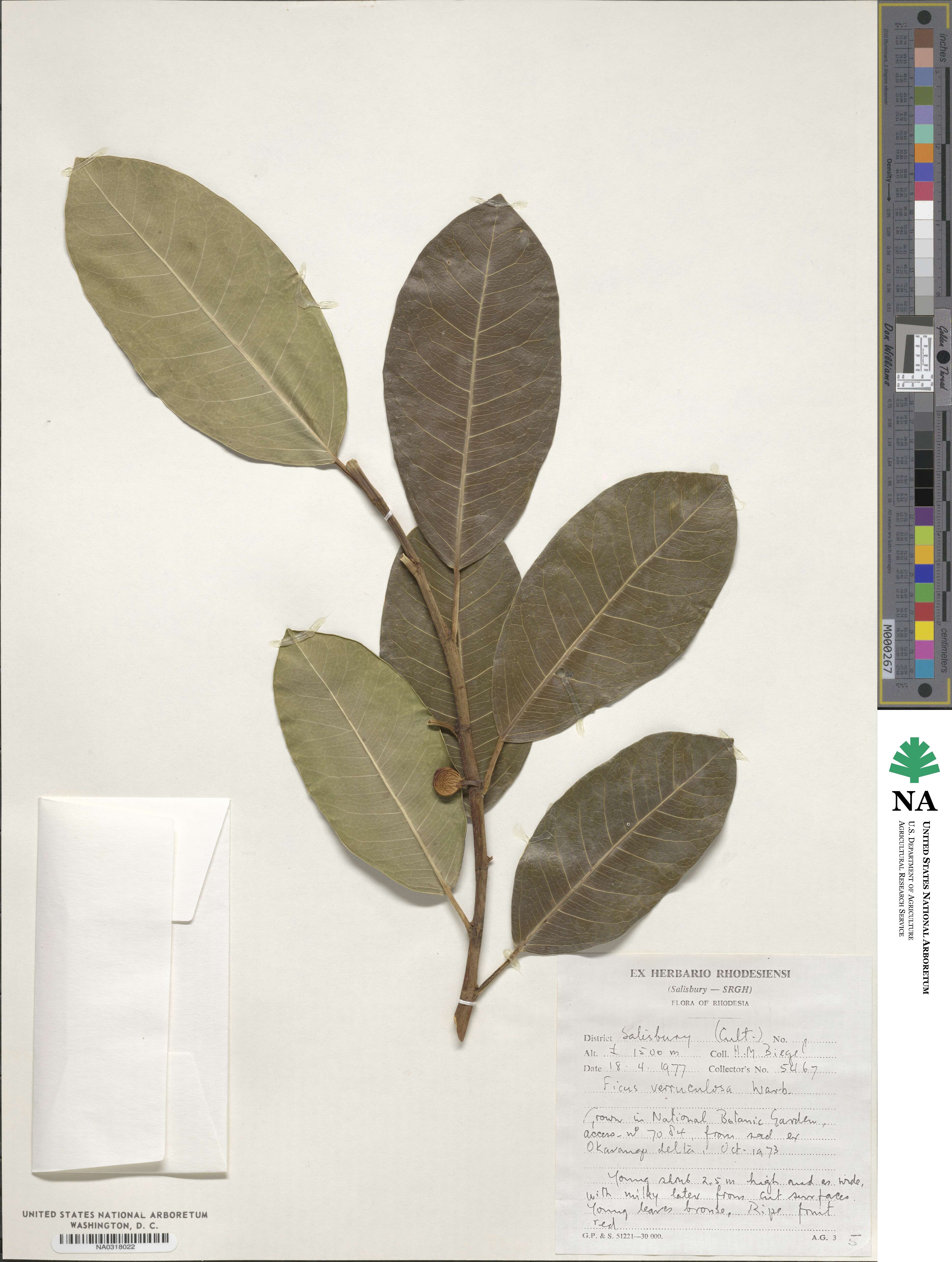 Ficus verruculosa image