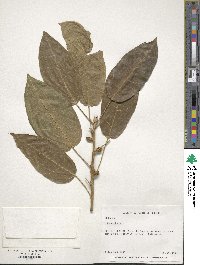 Ficus virens image