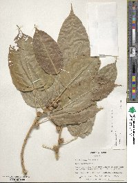 Ficus virens image