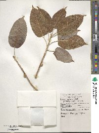 Ficus virens image