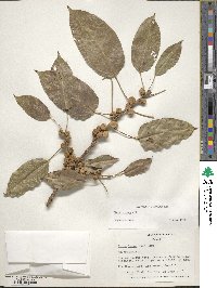 Ficus virens image