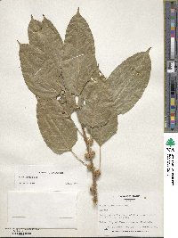 Ficus virens image